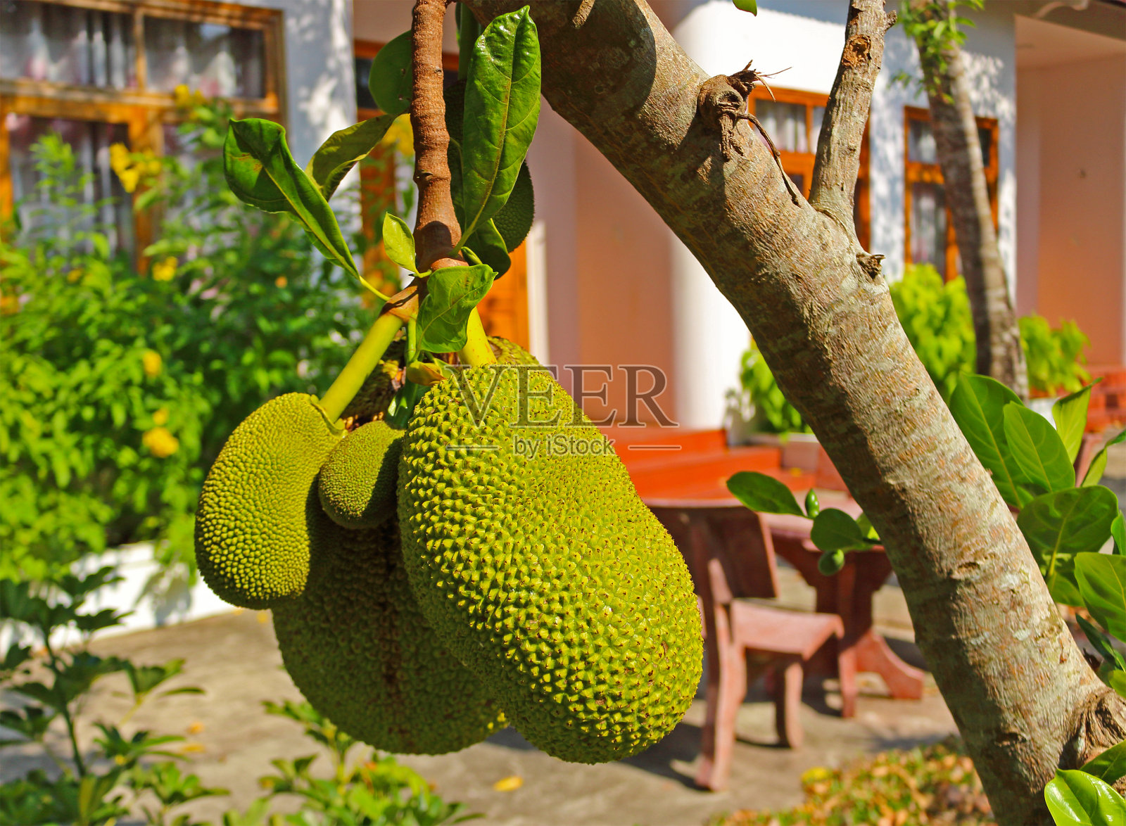 在亚洲的热带花园,一棵满是杰克果实的树枝照片摄影图片