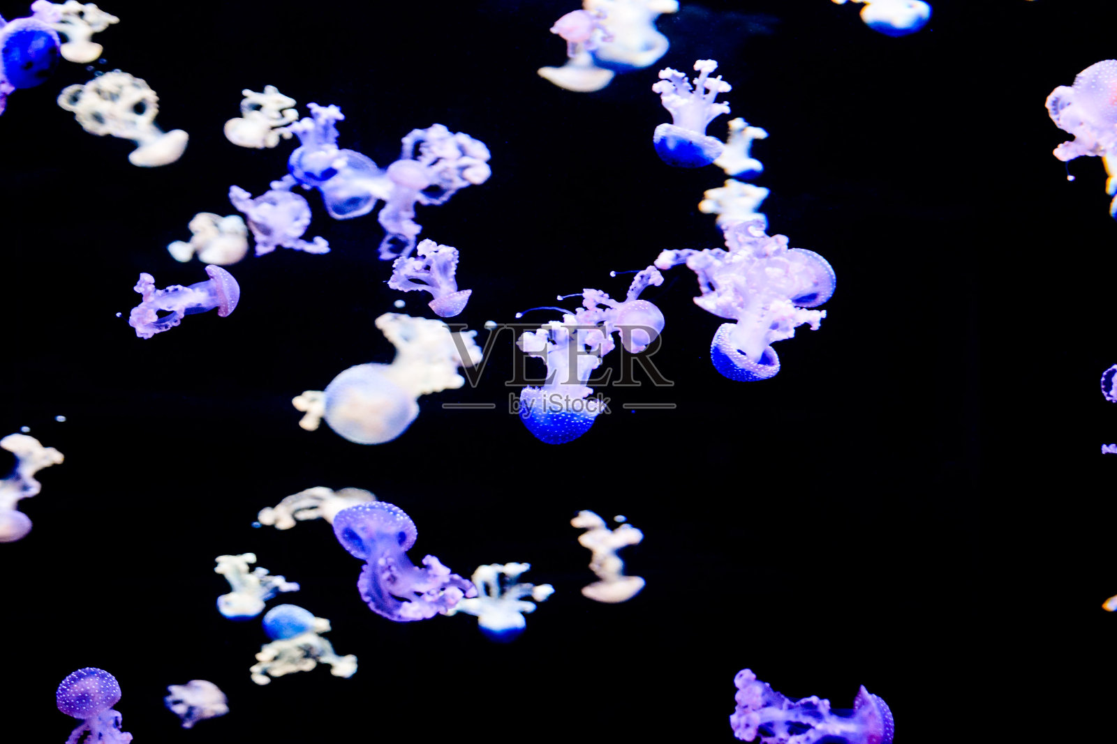 水母危险有毒的水母照片摄影图片