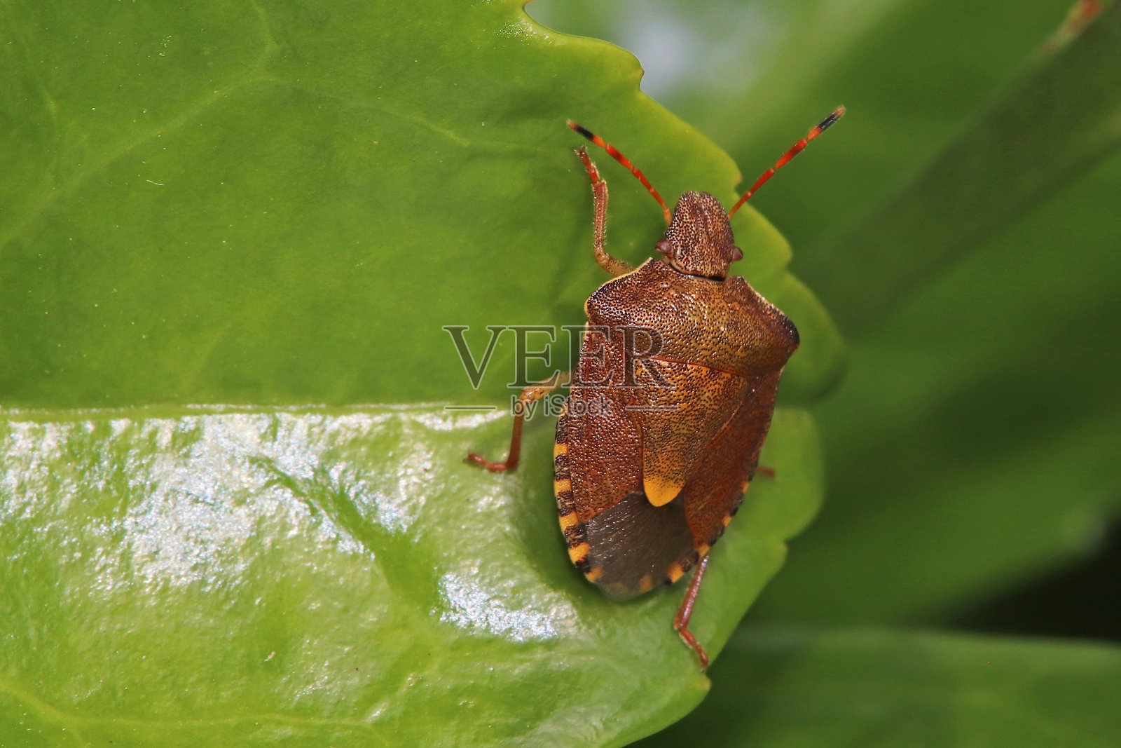 关闭Peribalus (Peribalus strictus strictus)。照片摄影图片