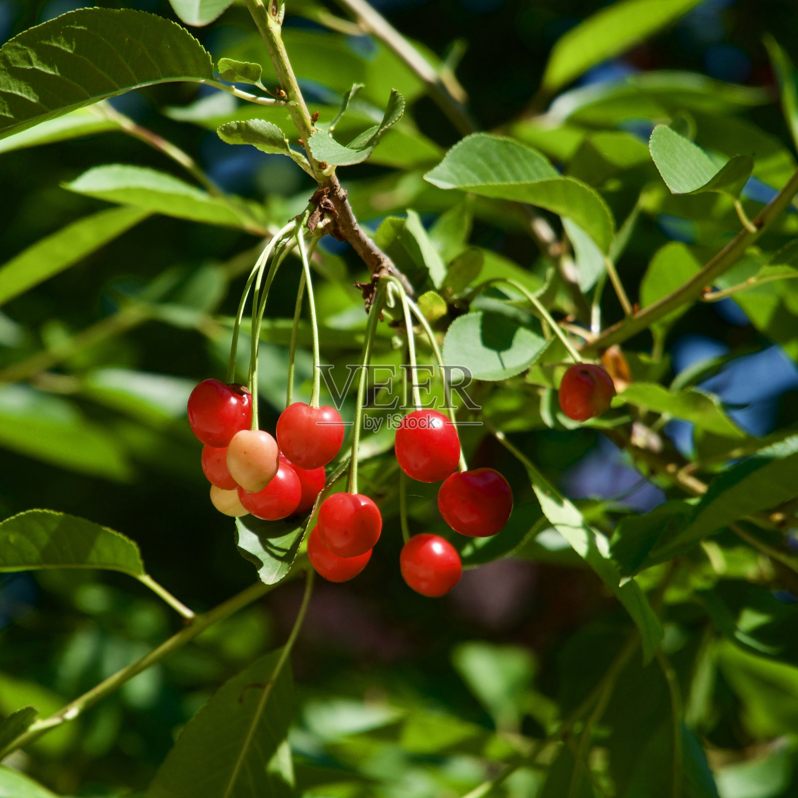 红樱桃。夏天的第一批新鲜樱桃。关注前方。照片摄影图片
