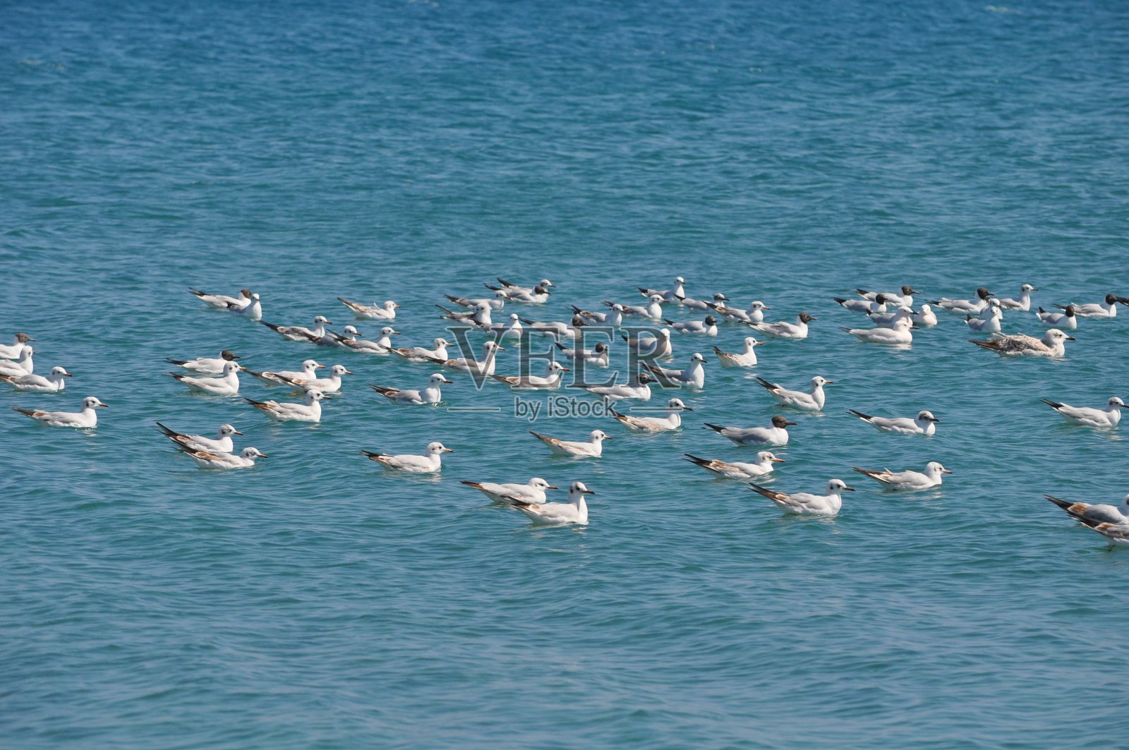 美丽的红头鸥(Larus ridibundus)在自然环境中照片摄影图片