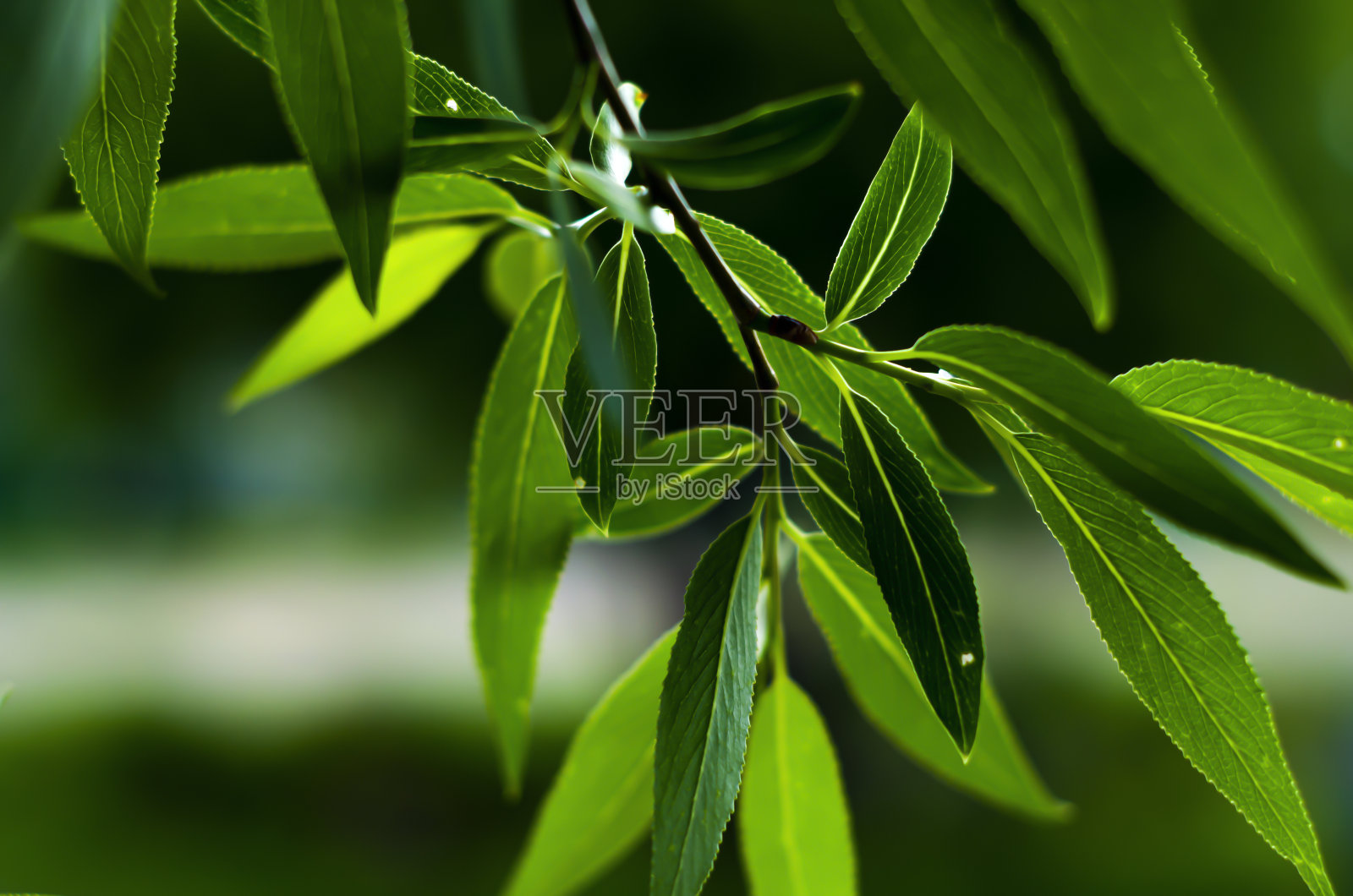 黑色背景上的绿色树叶。高对比度的暗与光。深绿色。的影子,《暮光之城》。照片摄影图片