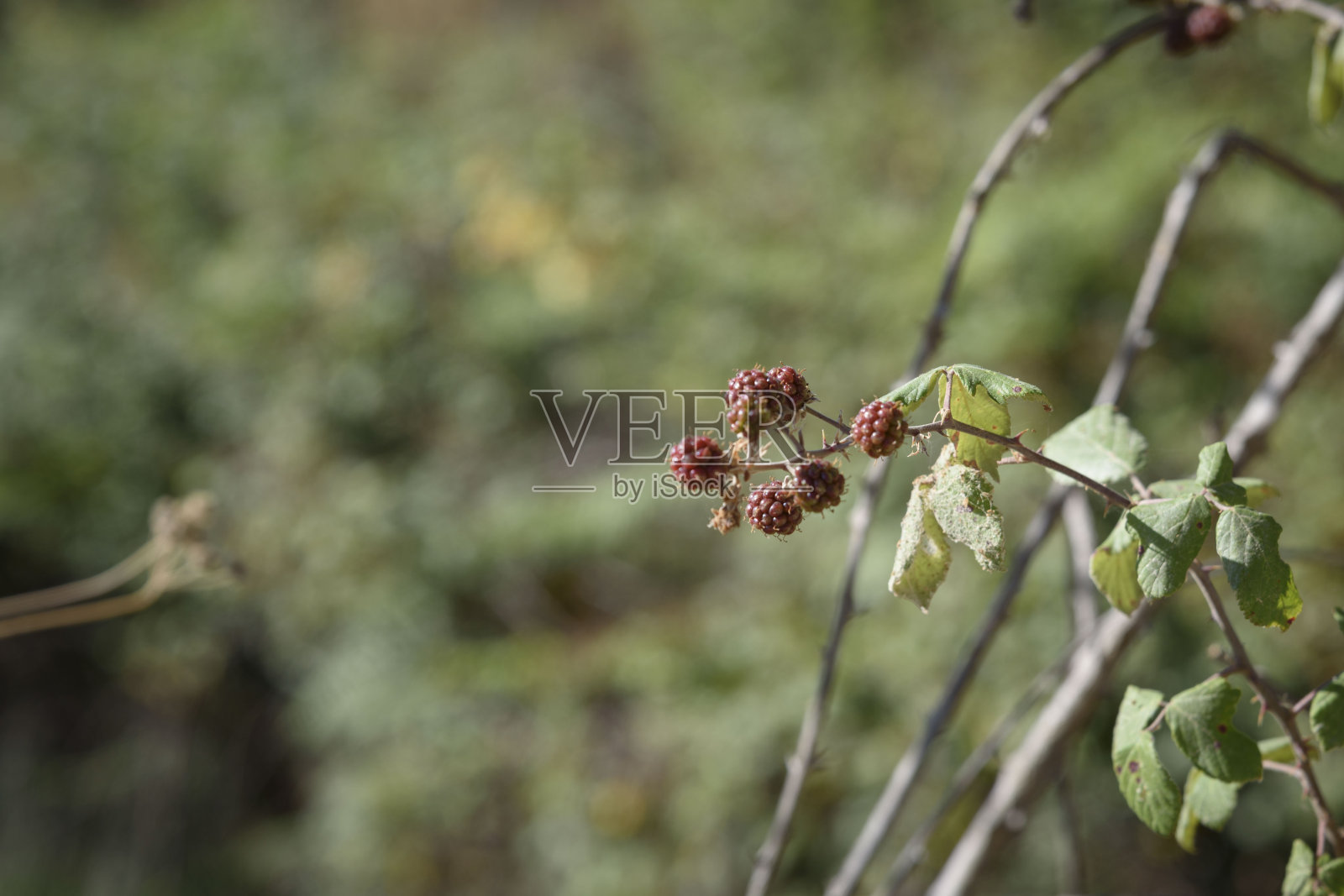 自然界中有红色果实的黑莓。野生的水果。照片摄影图片