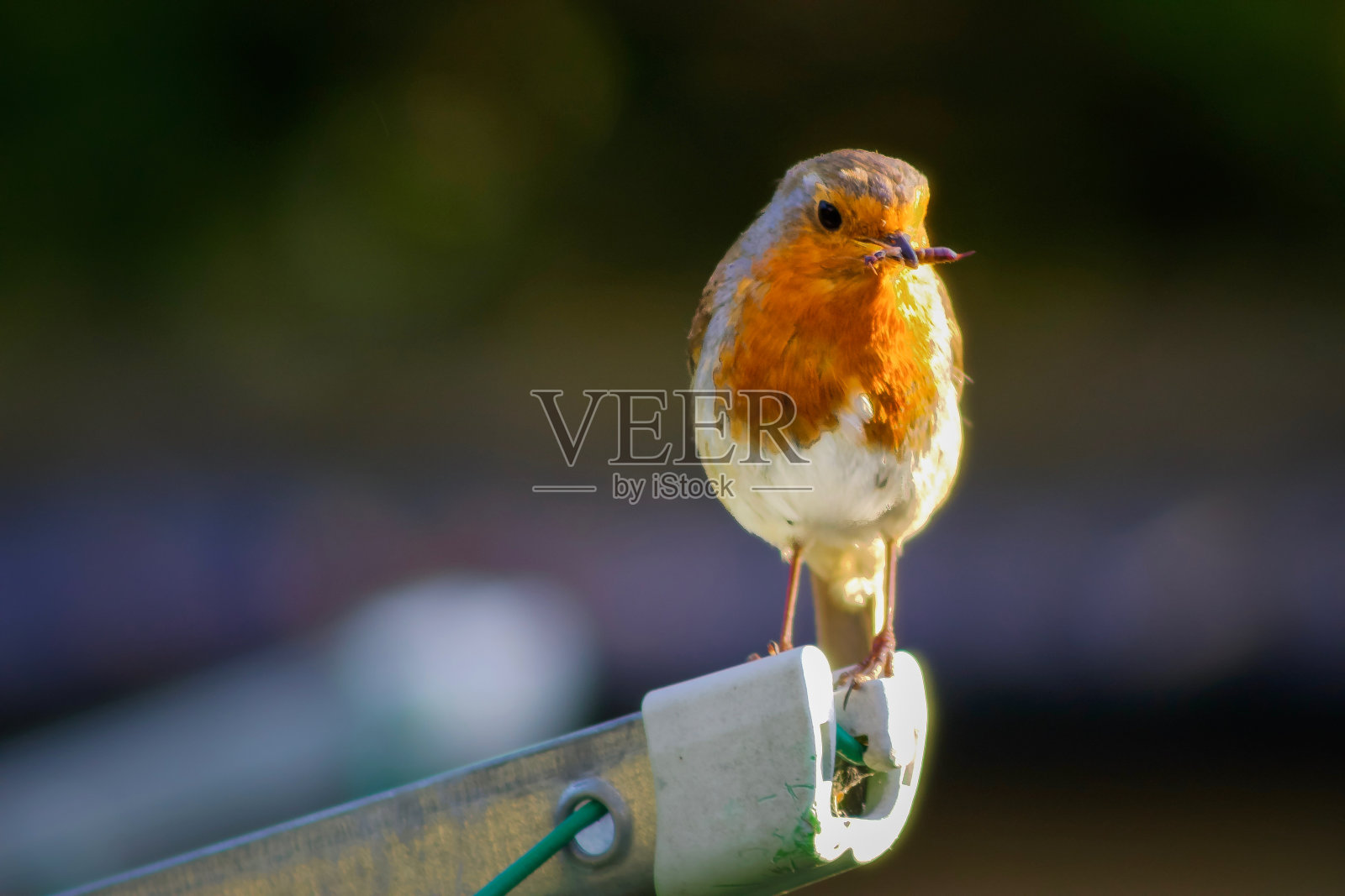 欧洲罗宾照片摄影图片