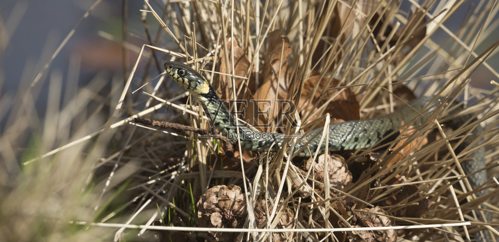 草蛇的全景图照片摄影图片
