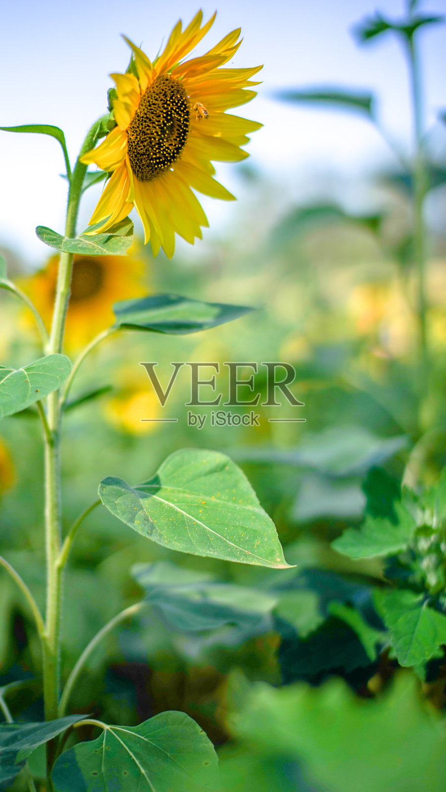 向日葵自然背景特写照片摄影图片