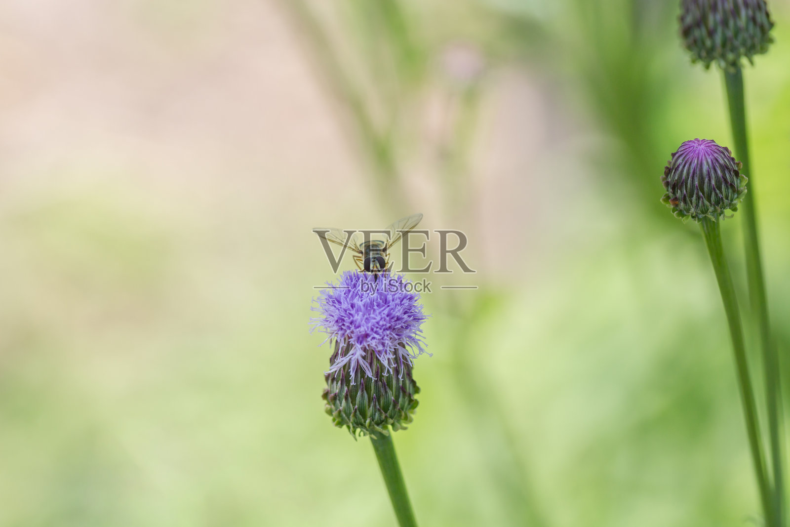 户外盛开的粉红色万寿菊和蜜蜂,半石竹(竹叶)竹叶照片摄影图片