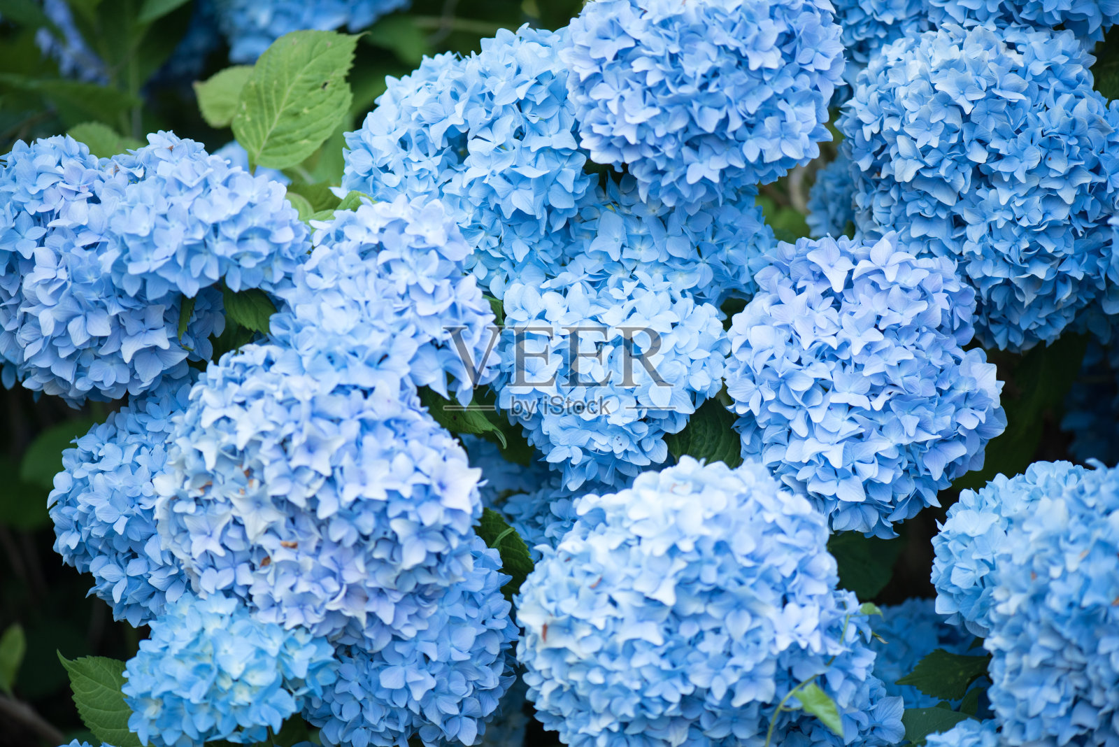 绣球花。蓝色的绣球花和叶子。特写镜头。照片摄影图片