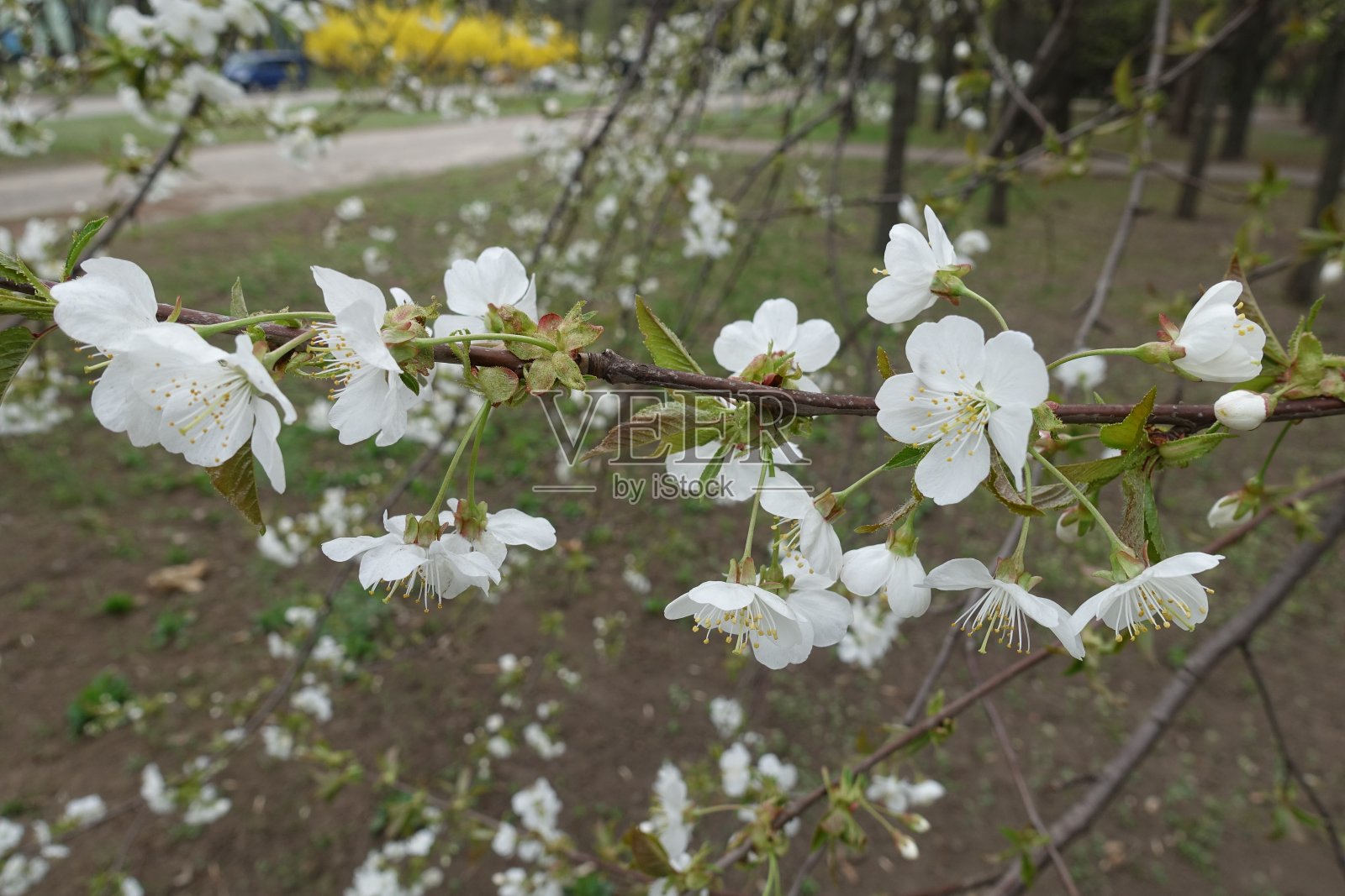 甜樱桃的水平分枝,有白色的花垂在花梗上照片摄影图片