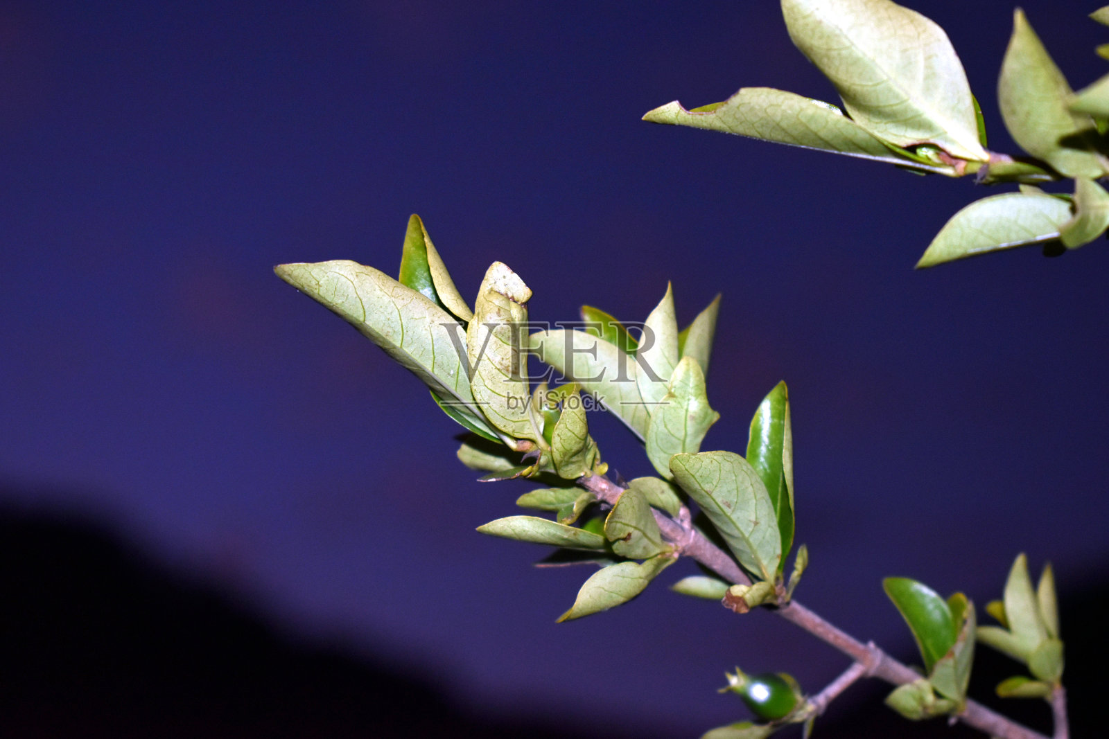 绿叶和天空的美丽图画照片摄影图片