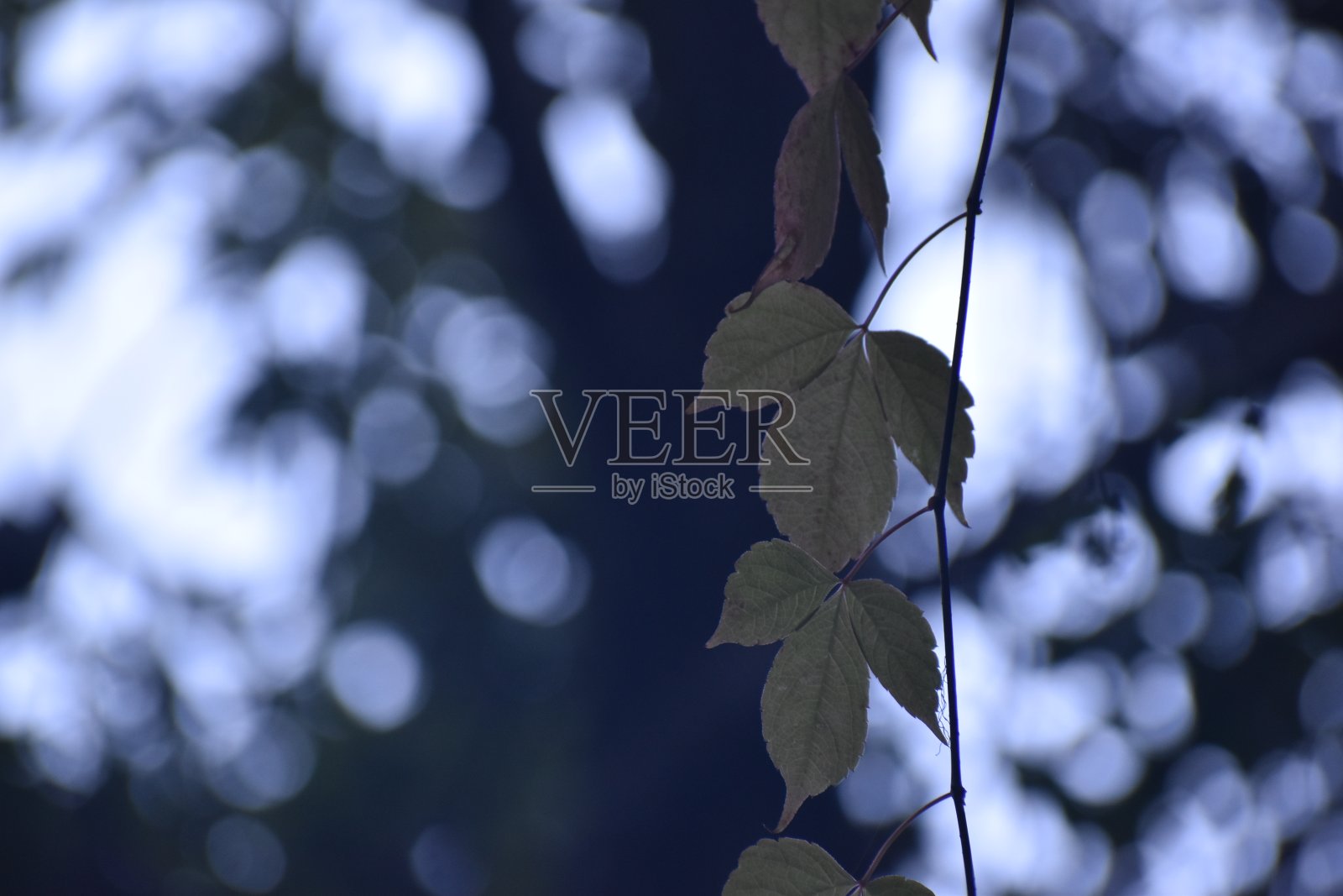 美丽的图片绿色的树叶在森林照片摄影图片