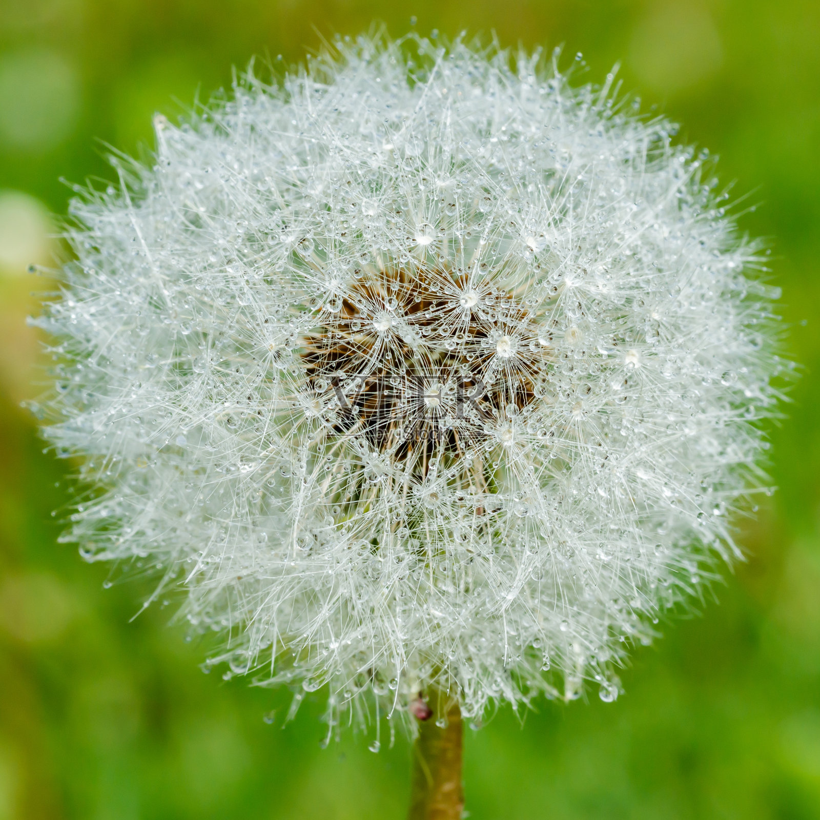 美丽的蓬松的蒲公英与雨滴和种子在绿色的草地上照片摄影图片