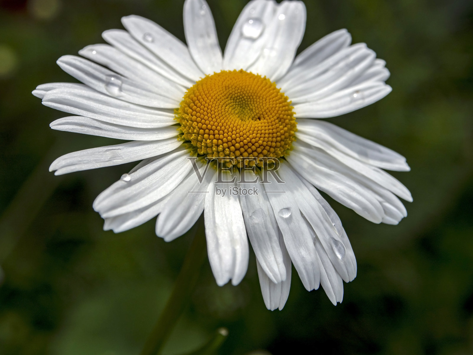 白色洋甘菊,花瓣上有雨滴照片摄影图片