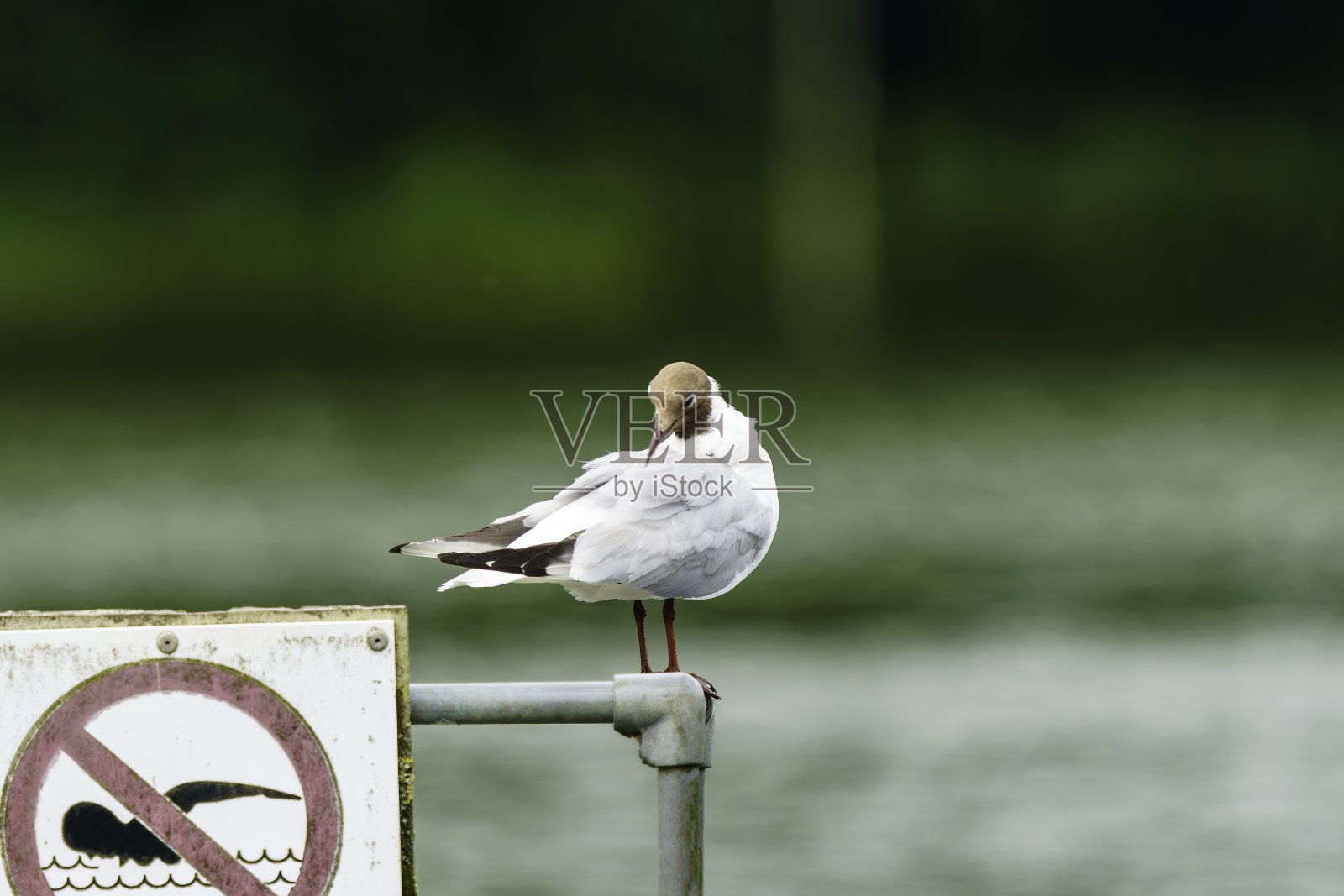 英国鸟类照片摄影图片
