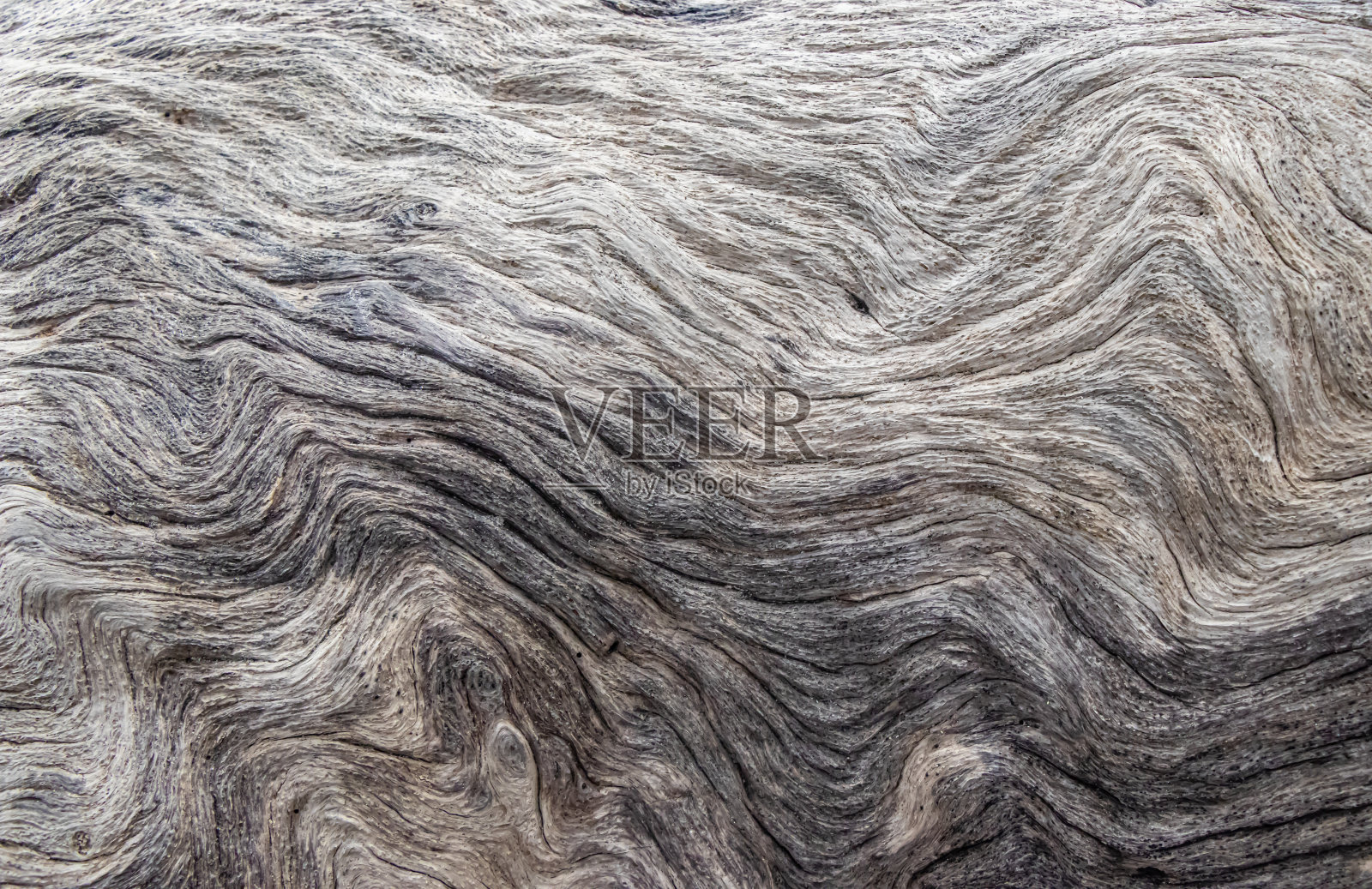 佛罗里达美丽海滩上的浮木照片摄影图片