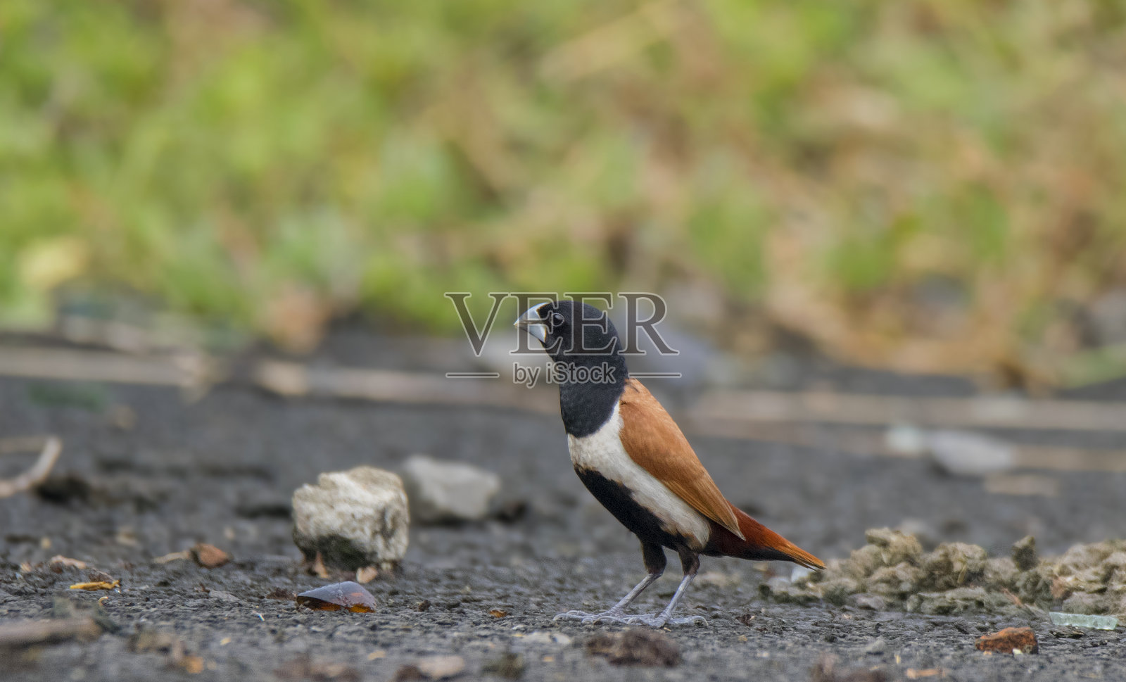 一只小鸟在路上寻找天然食物和网格。照片摄影图片