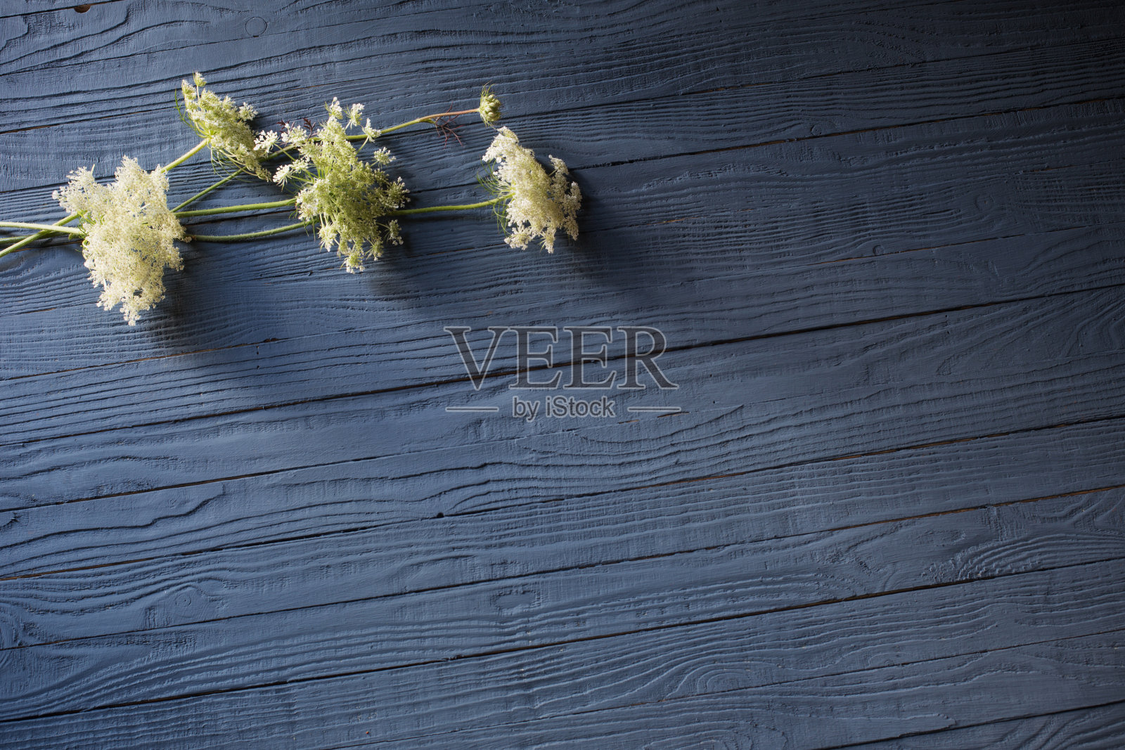 蓝色木质背景上的白色野花照片摄影图片