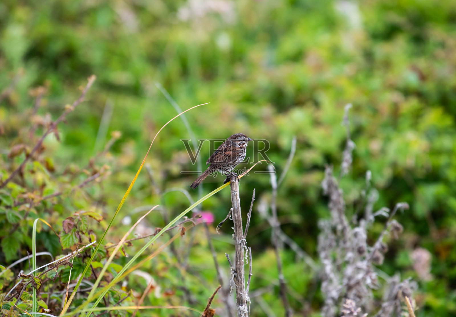 小鸟照片摄影图片
