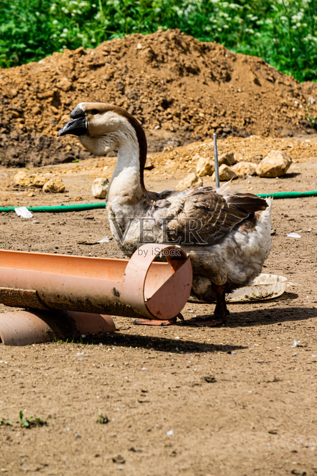 白鹅——优质肉、绒毛、脂肪和羽毛的来源。照片摄影图片