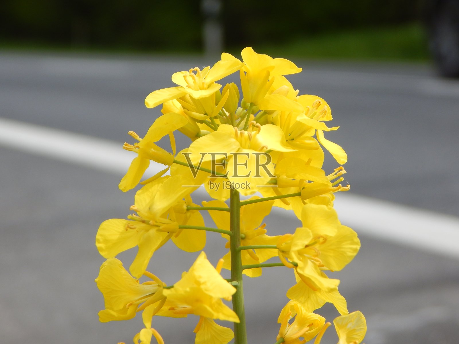 春天开花植物的图片照片摄影图片
