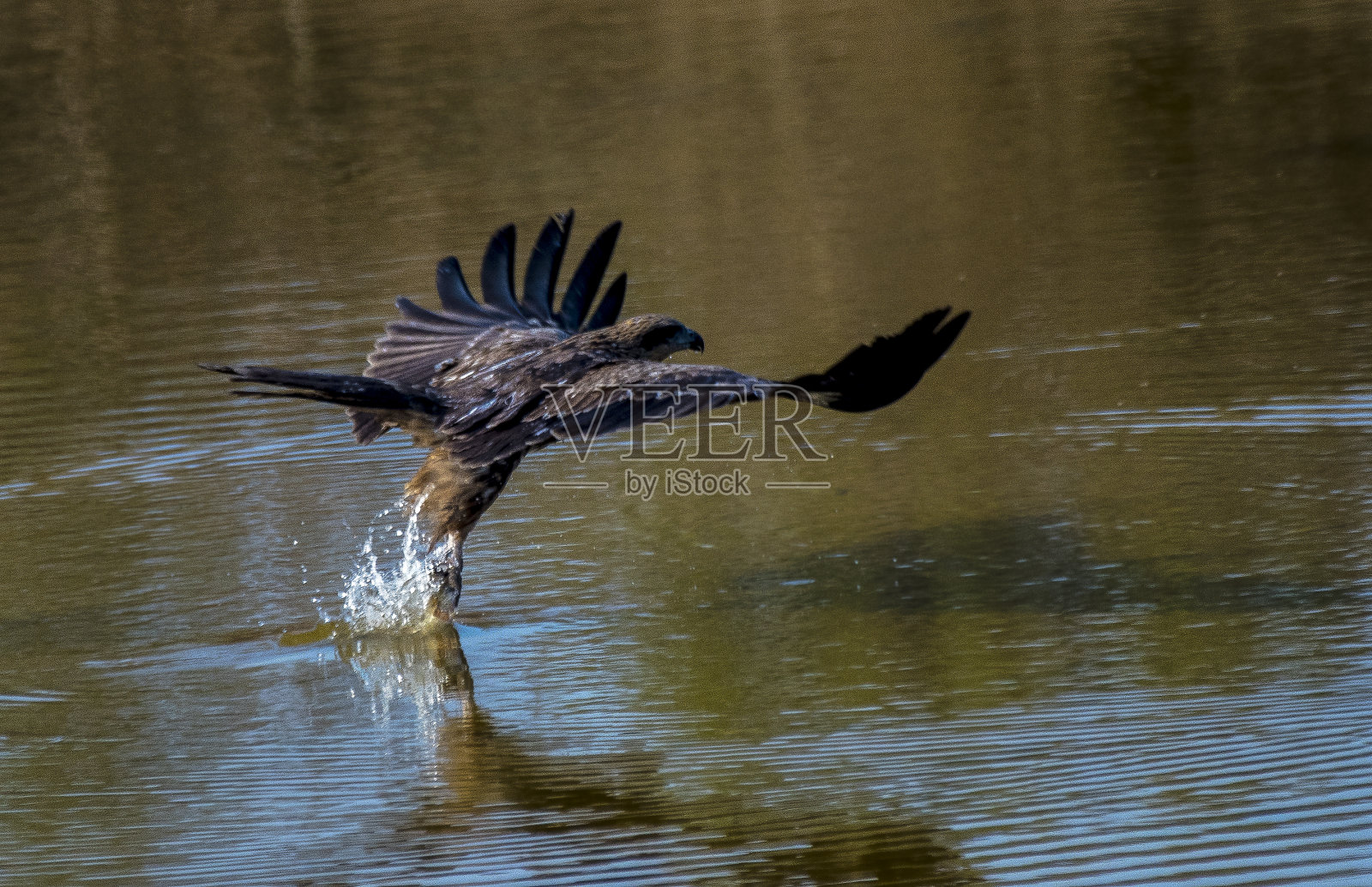 黑色的风筝的猎物照片摄影图片