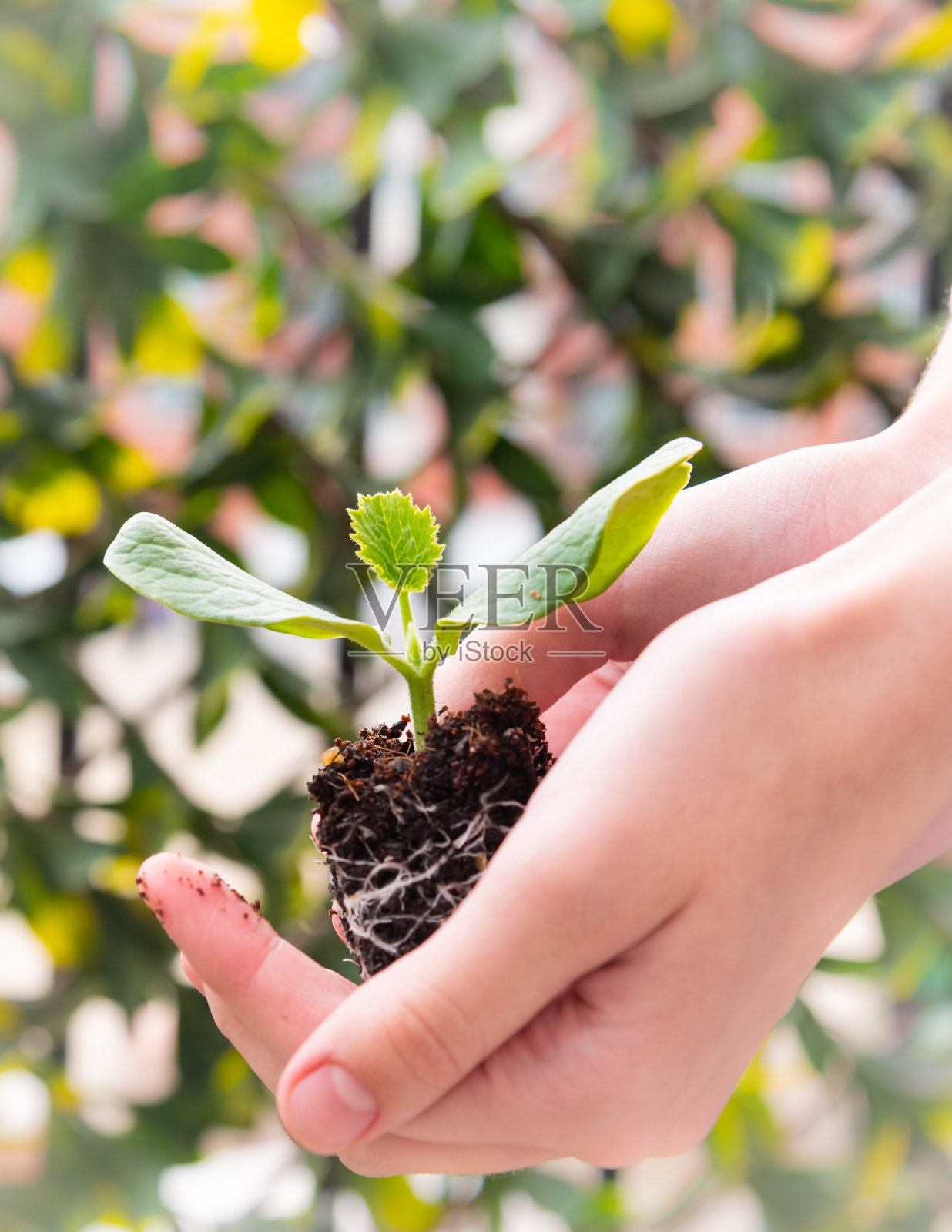 特写女子的手轻轻抱着幼苗植物照片摄影图片
