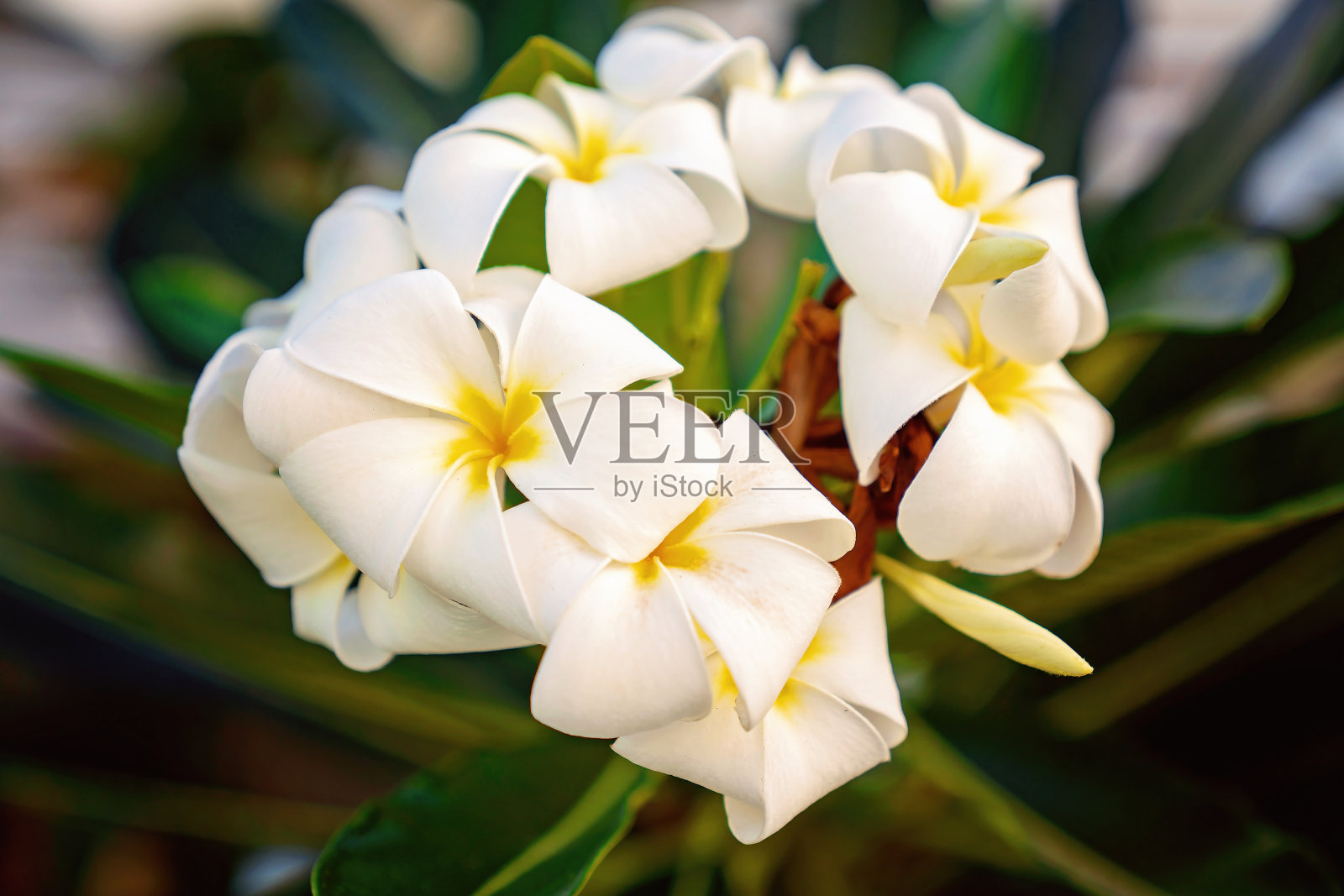 鸡蛋花盛开照片摄影图片