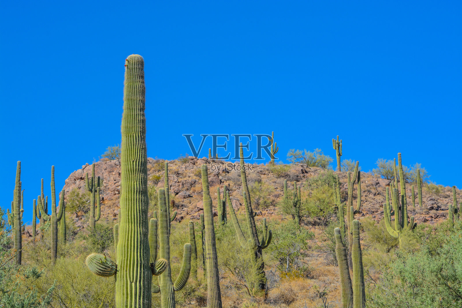 撒瓜罗仙人掌生长在湖区愉快地区公园,索诺拉沙漠,美国亚利桑那州照片摄影图片