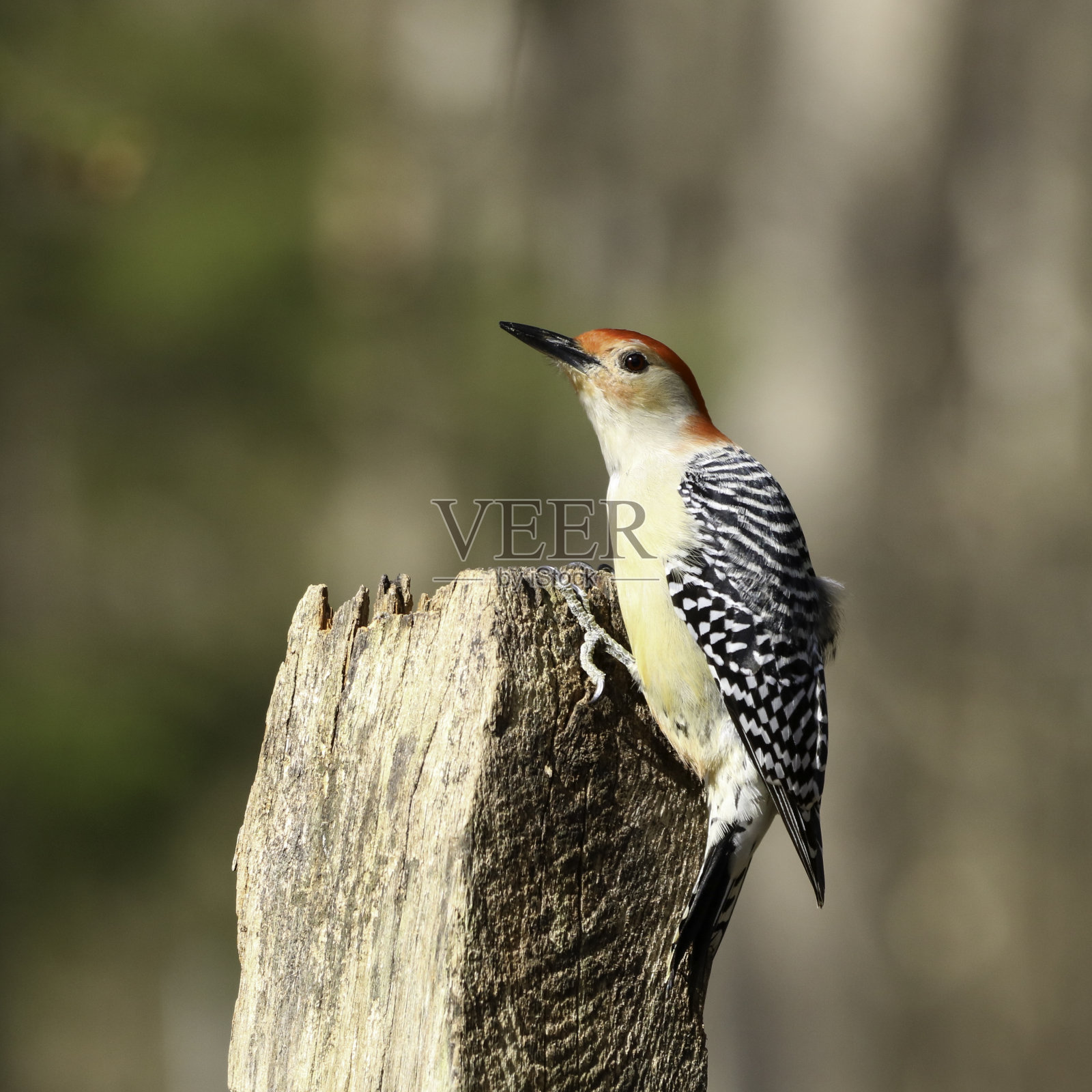 红色的大肚子的啄木鸟照片摄影图片