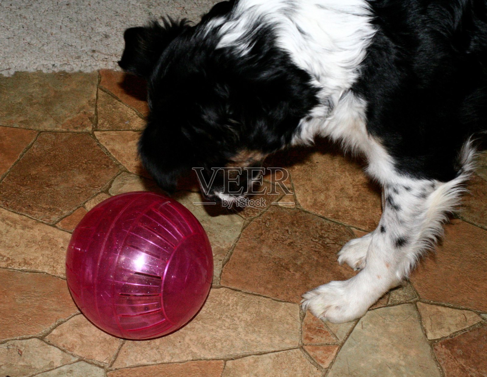 狗和仓鼠球照片摄影图片