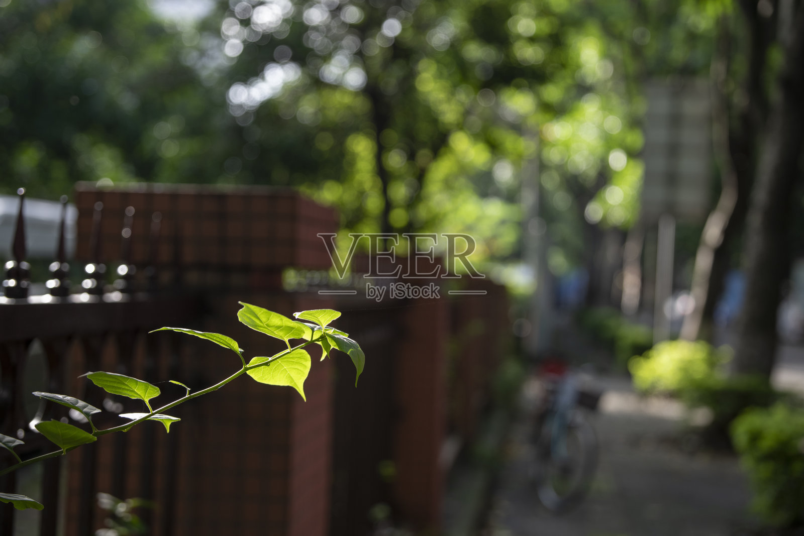 阳光照在植物的叶子上最明亮照片摄影图片