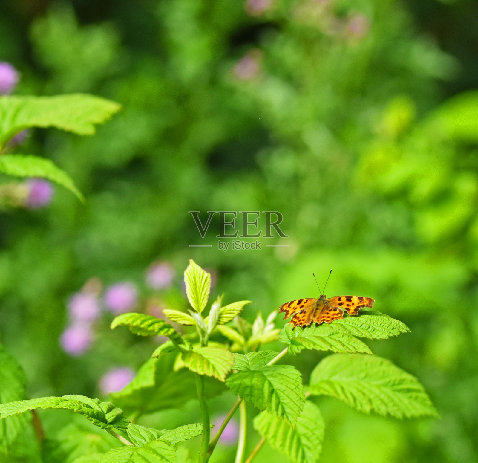 蝴蝶特写照片摄影图片
