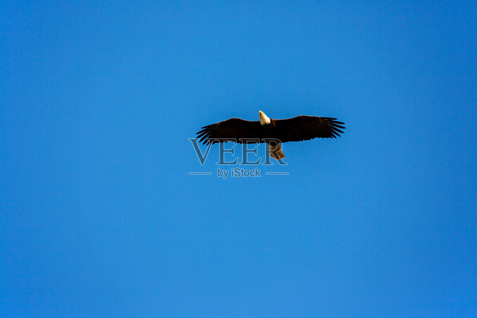 鹰在飞行中照片摄影图片