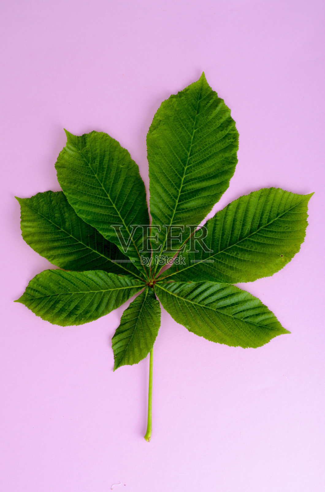 在明亮背景上有叶和花的栗子枝照片摄影图片
