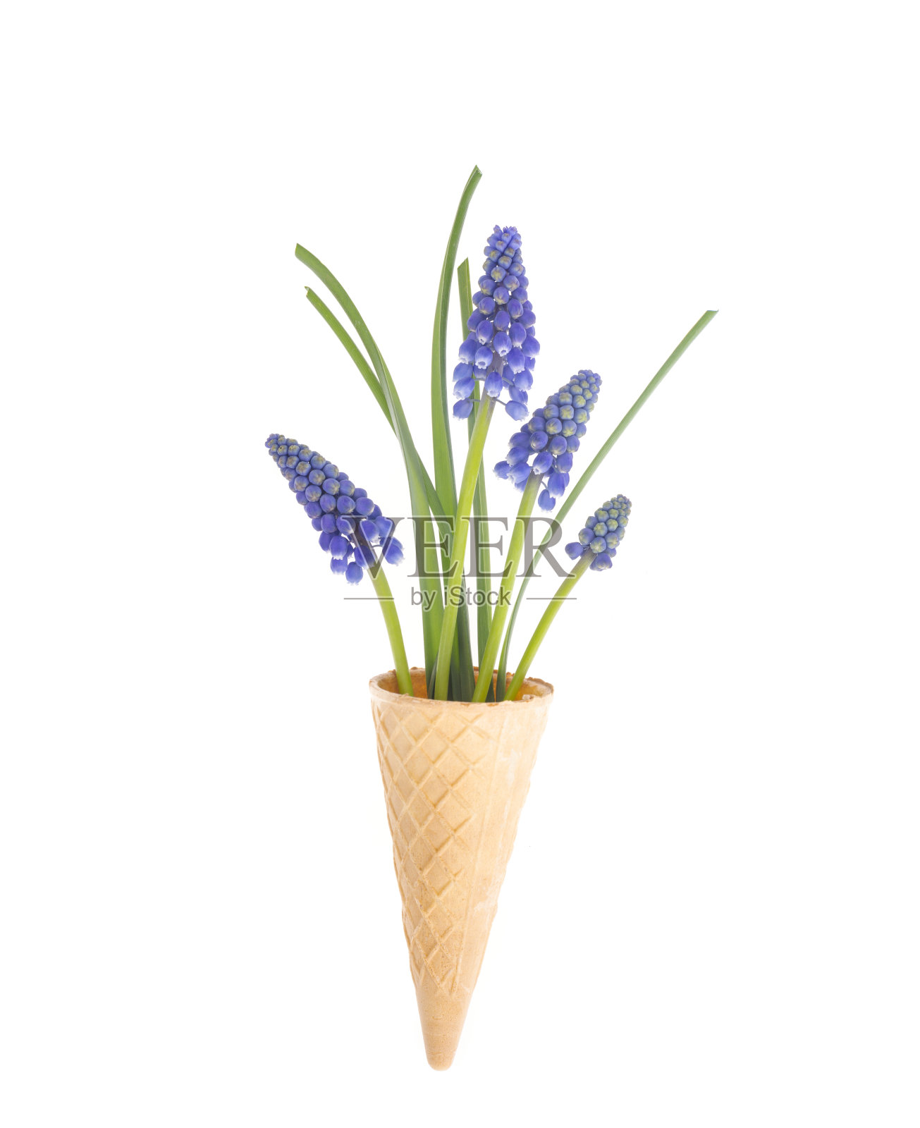 白色背景上的蓝色春花。照片摄影图片