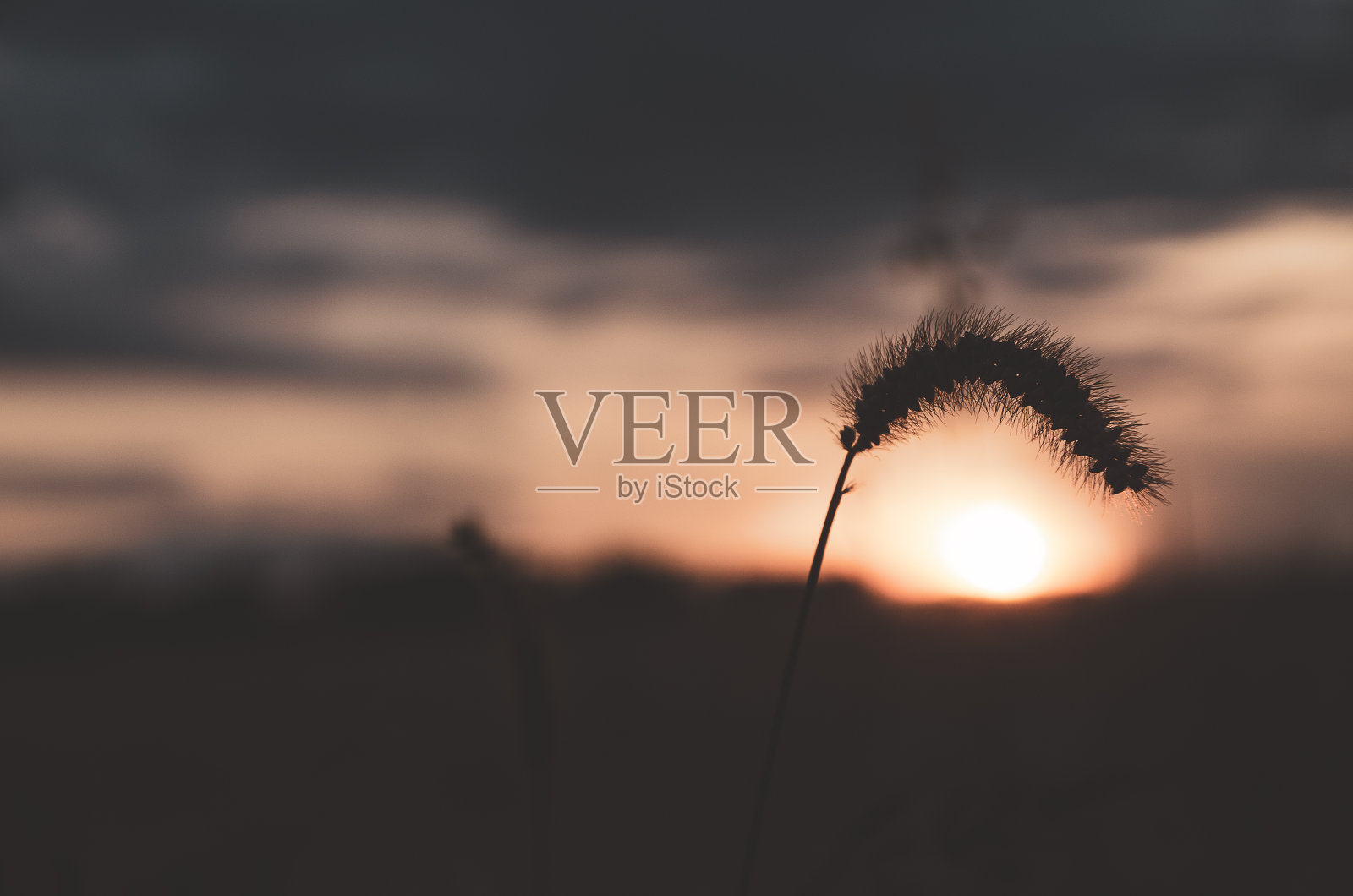 夕阳下天空中草地的剪影照片摄影图片