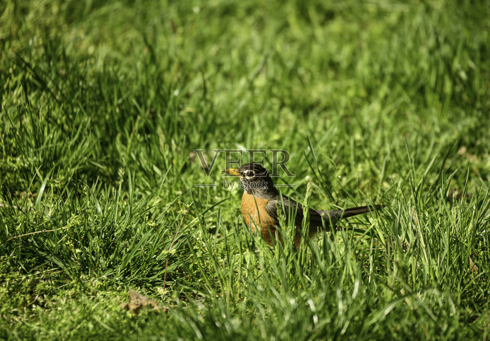 美国罗宾5号,纽约长岛照片摄影图片