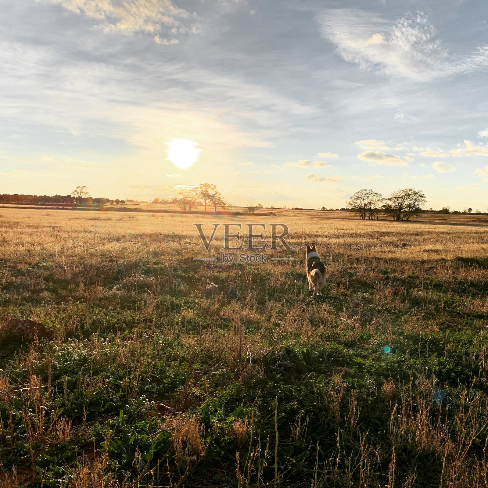 一只狗在丛林里跑照片摄影图片