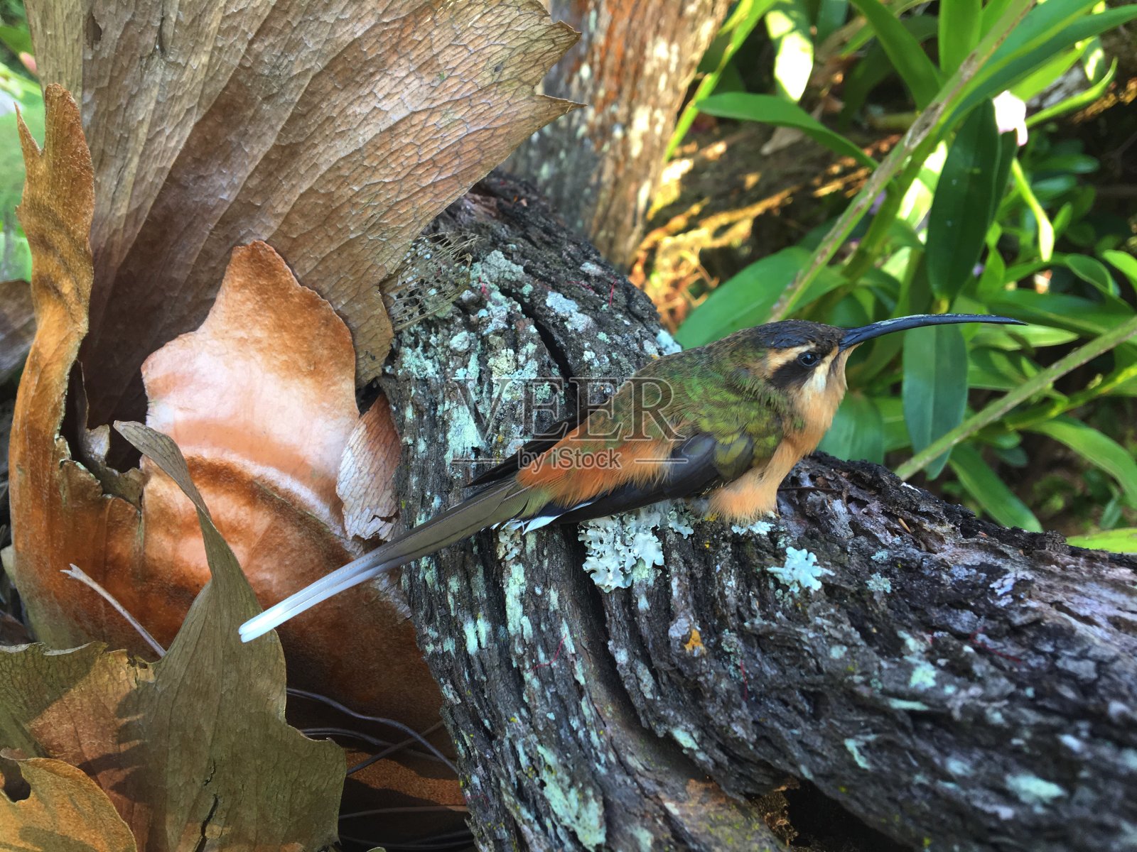 蜂鸟照片摄影图片