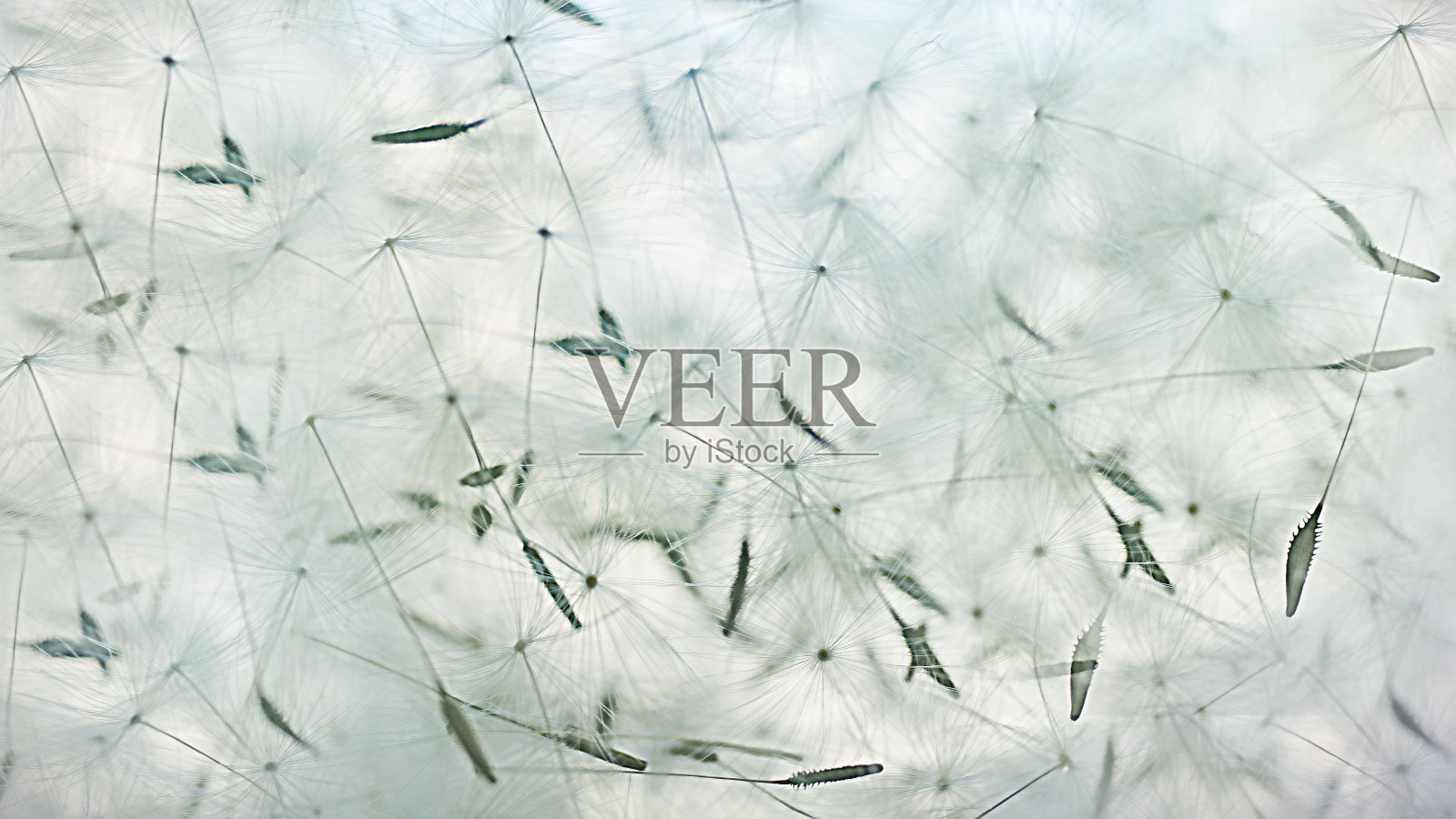 很多蒲公英的种子照片摄影图片