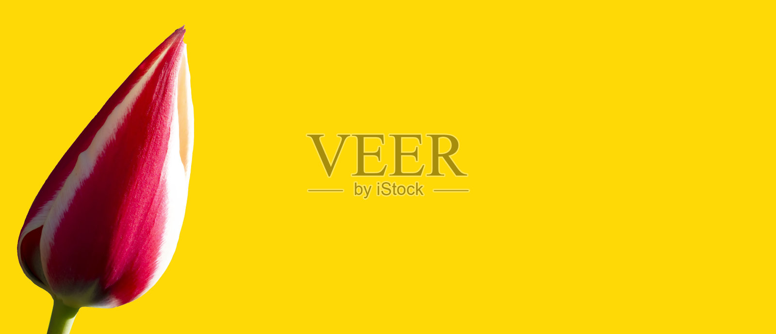 黄色横幅背景上的红色郁金香。漂亮的花。照片摄影图片