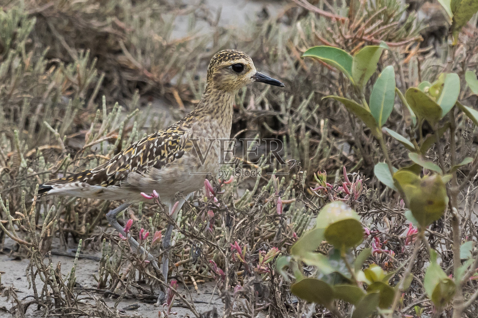 千鸟照片摄影图片