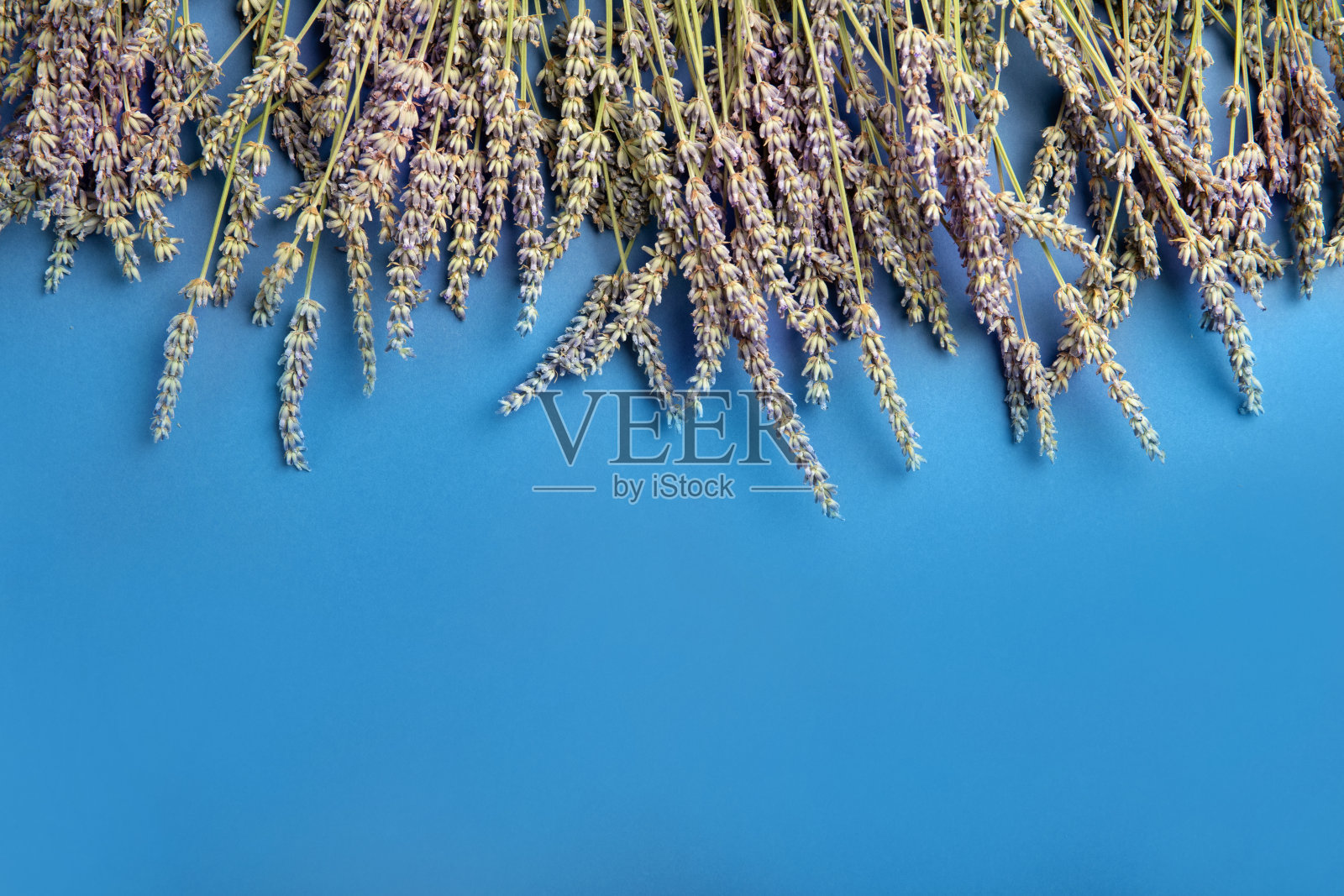 蓝色背景上的薰衣草花。文本的地方照片摄影图片