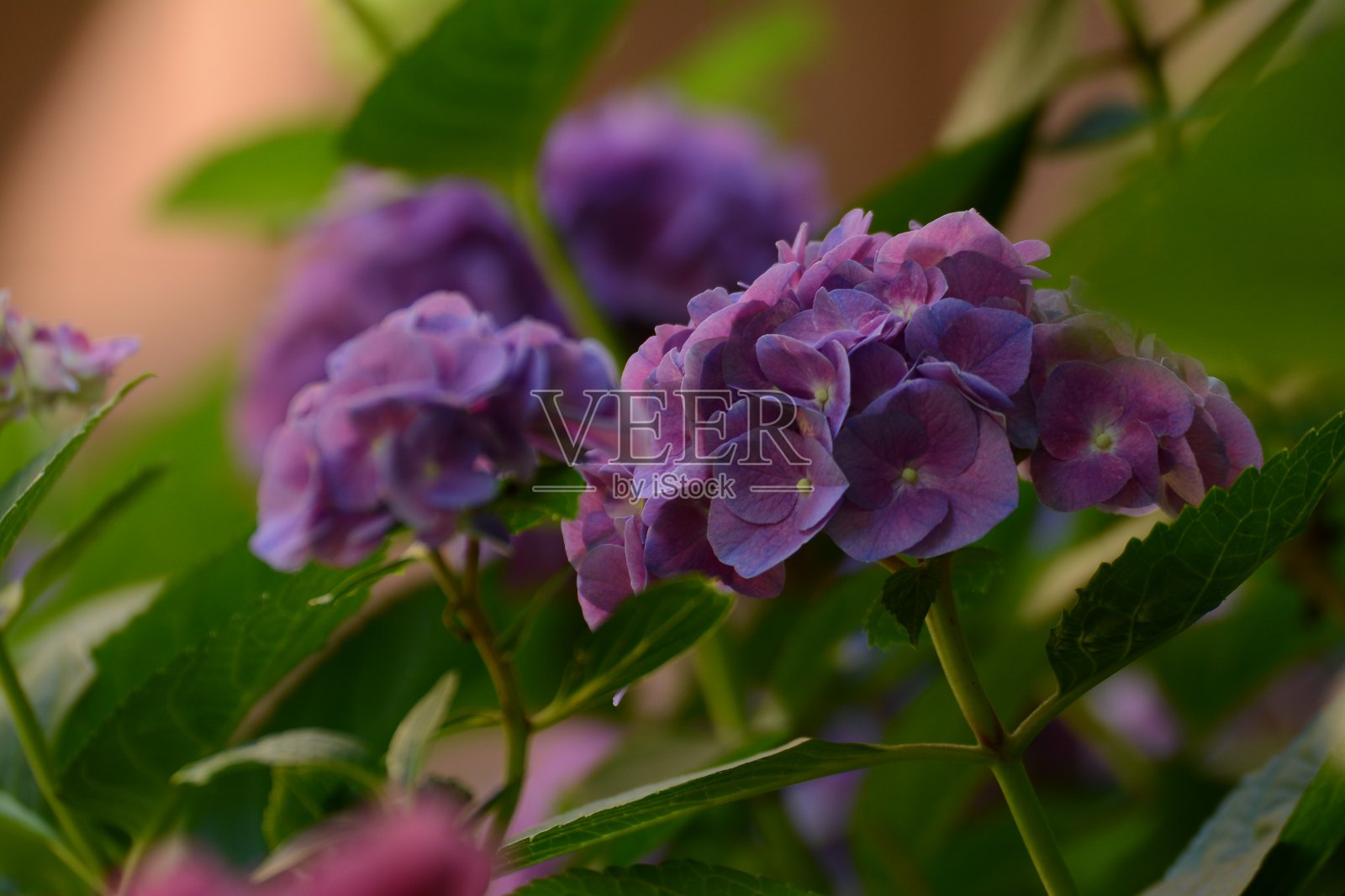 盛开的绣球花照片摄影图片