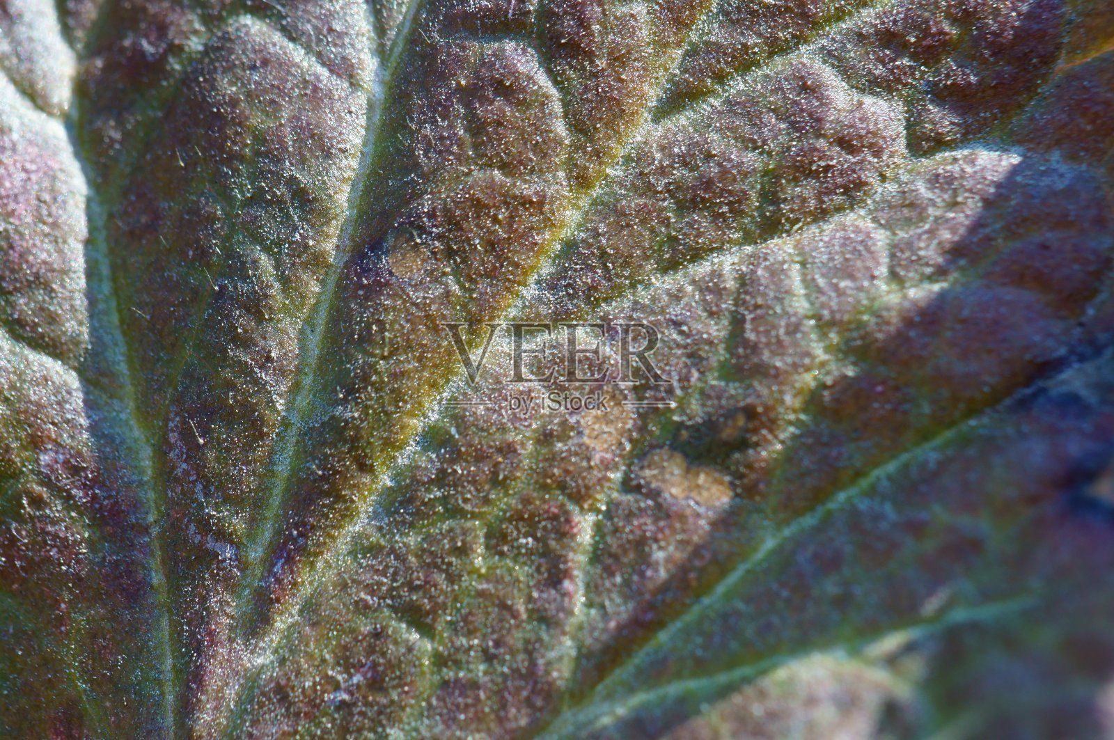 大自然中美丽的野花照片。美丽的野花和绿草。照片摄影图片