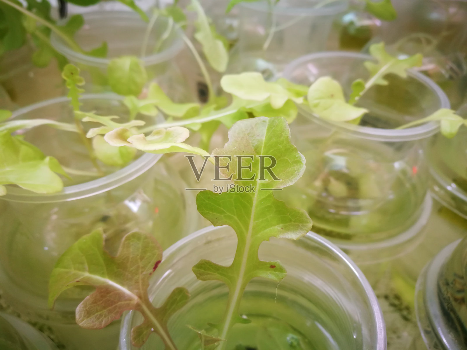 背景照片摄影图片