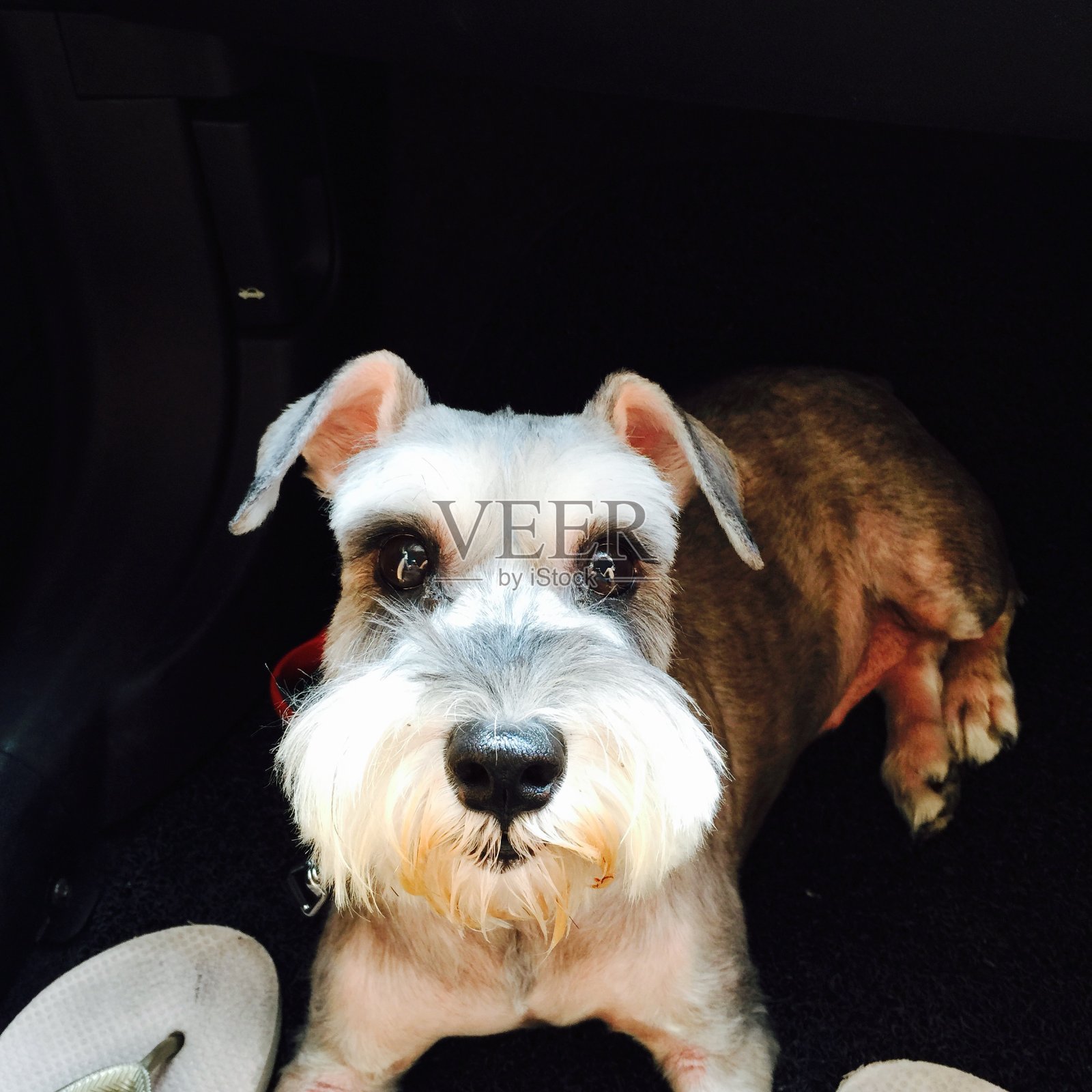 暗恋和陪伴照片摄影图片