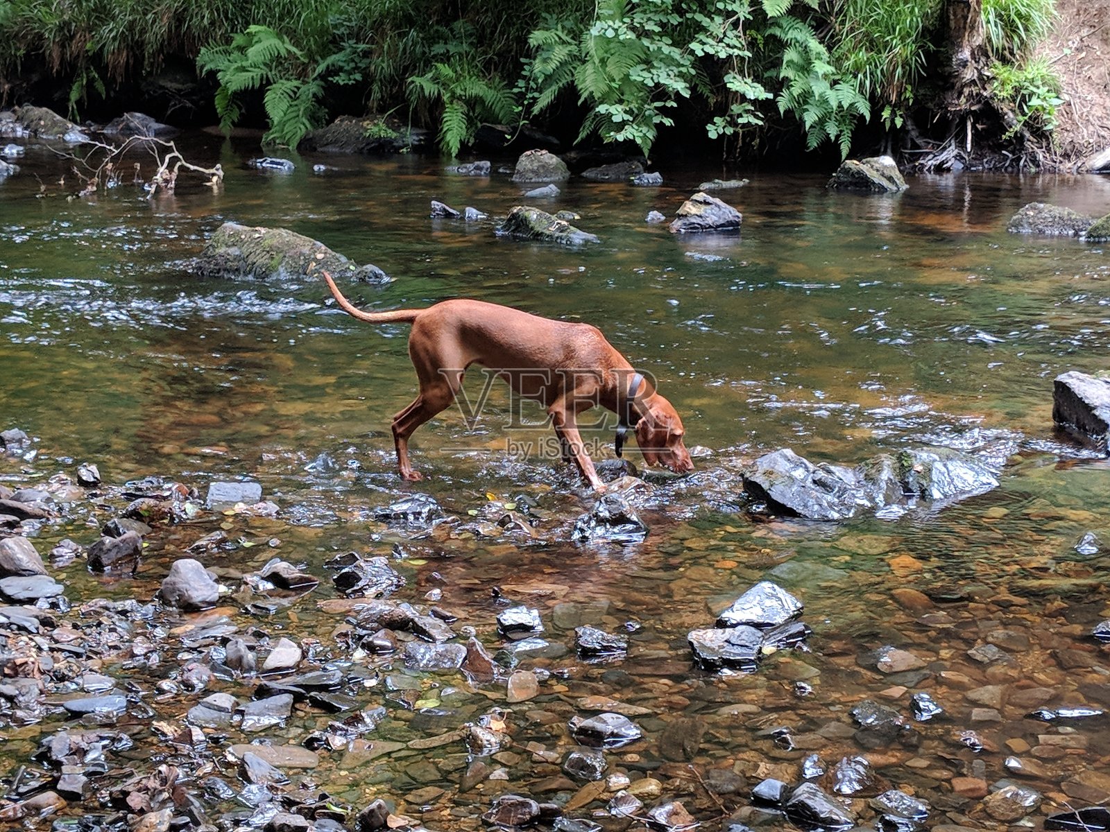 匈牙利Vizsla工作犬照片摄影图片
