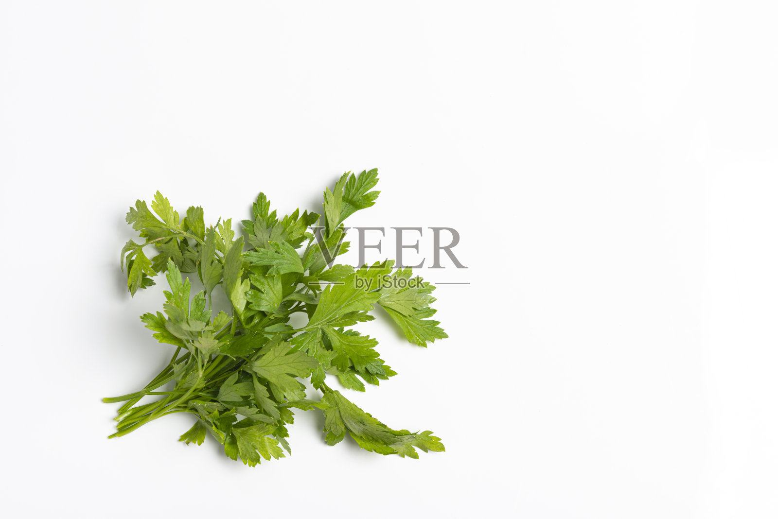 欧芹照片摄影图片