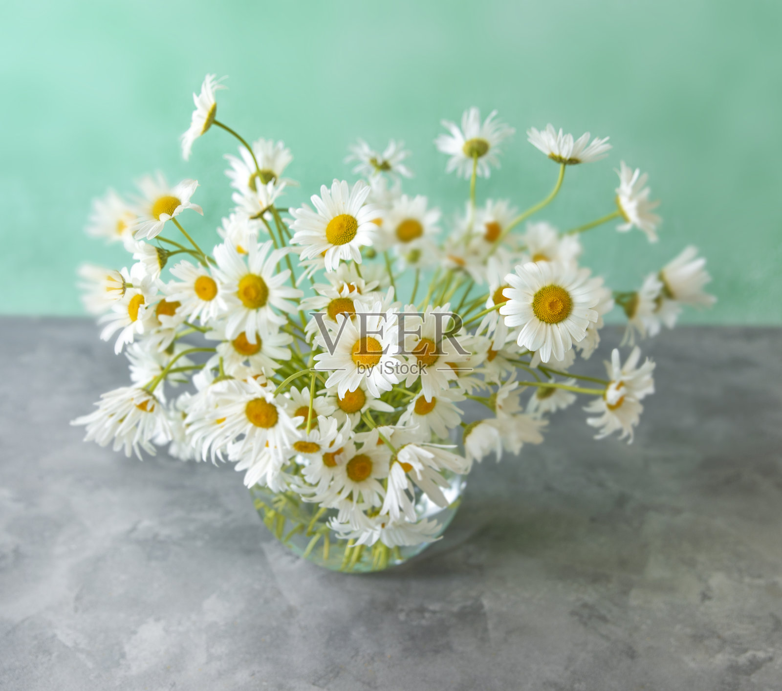 花瓶里的一束雏菊。照片摄影图片